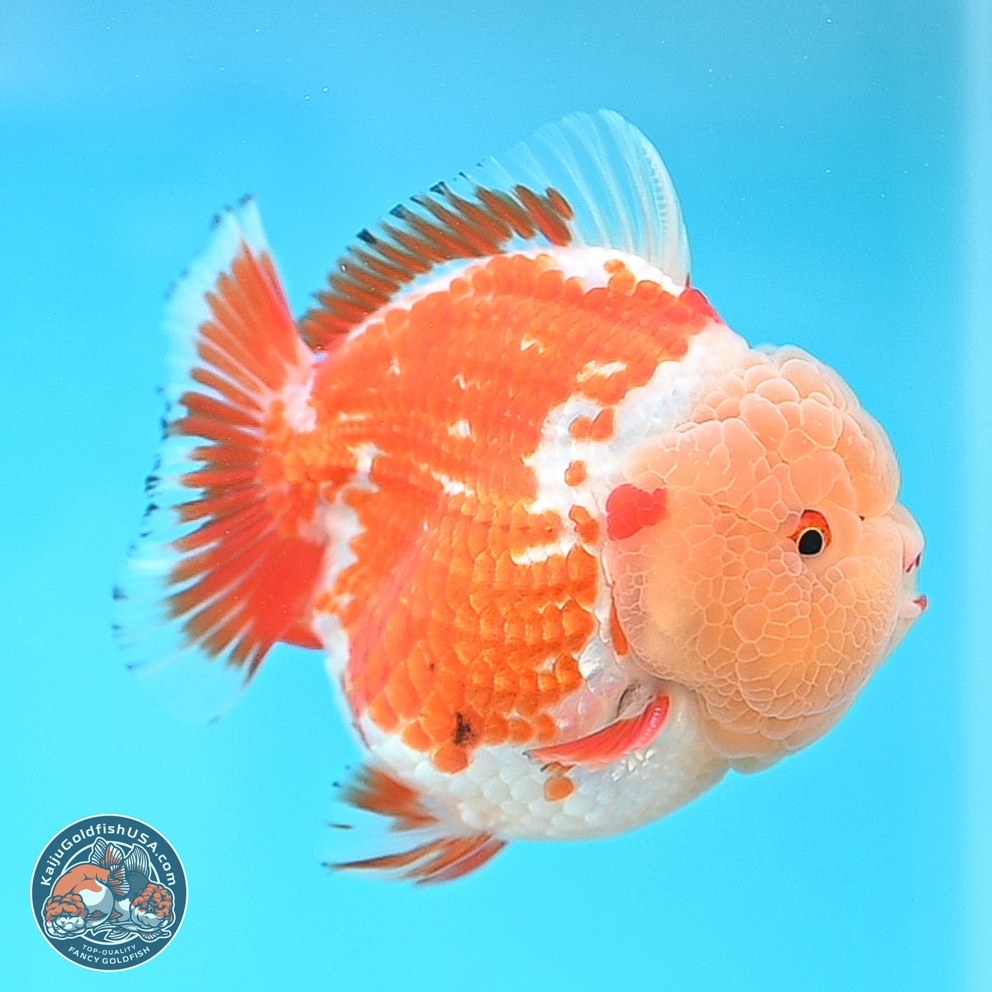 Jade Head Red White YuanBao Oranda 4 inches Body - Female (250131_OR25)