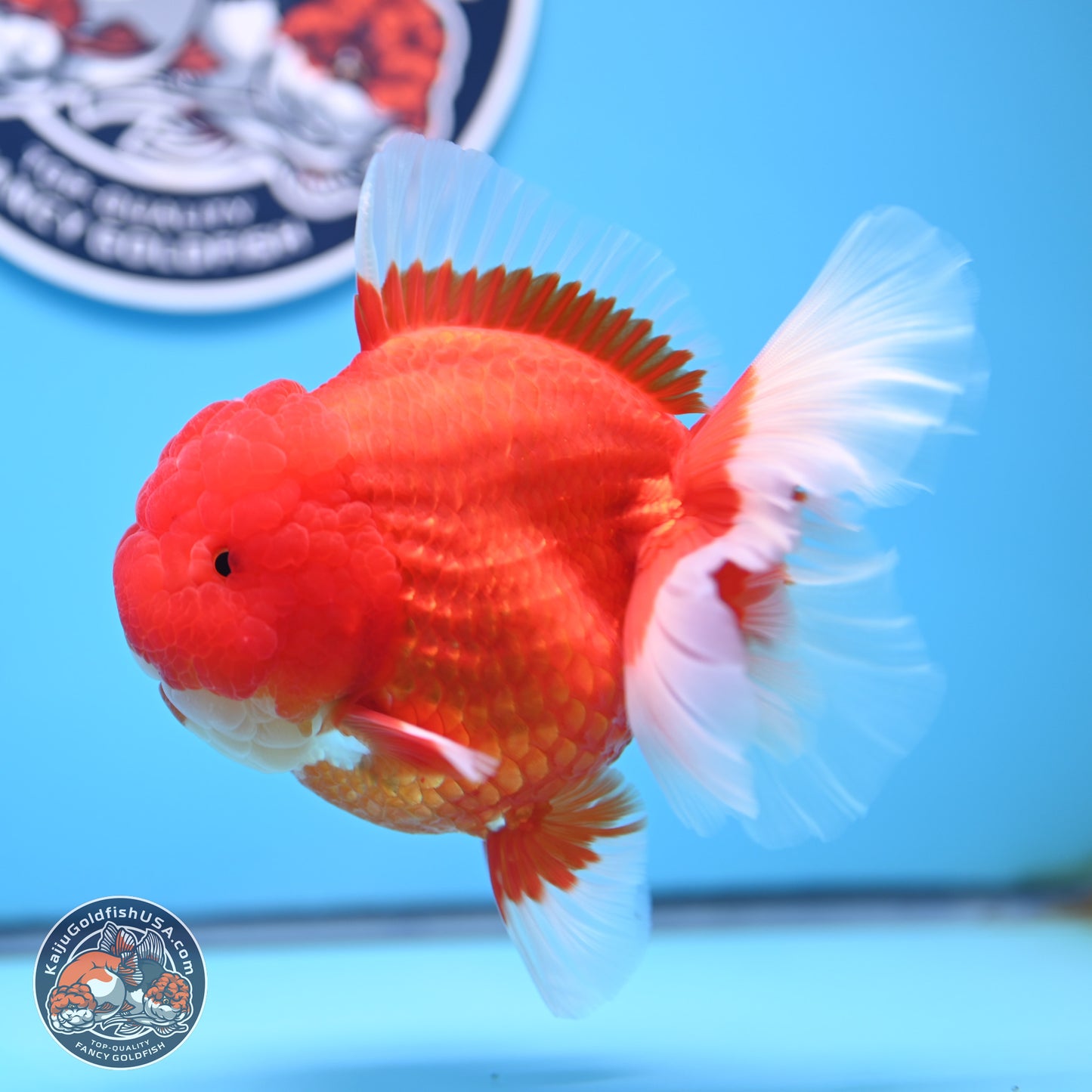 Jumbo Rose Tail Red White Oranda 5 inches Body - Female (250207_OR25)
