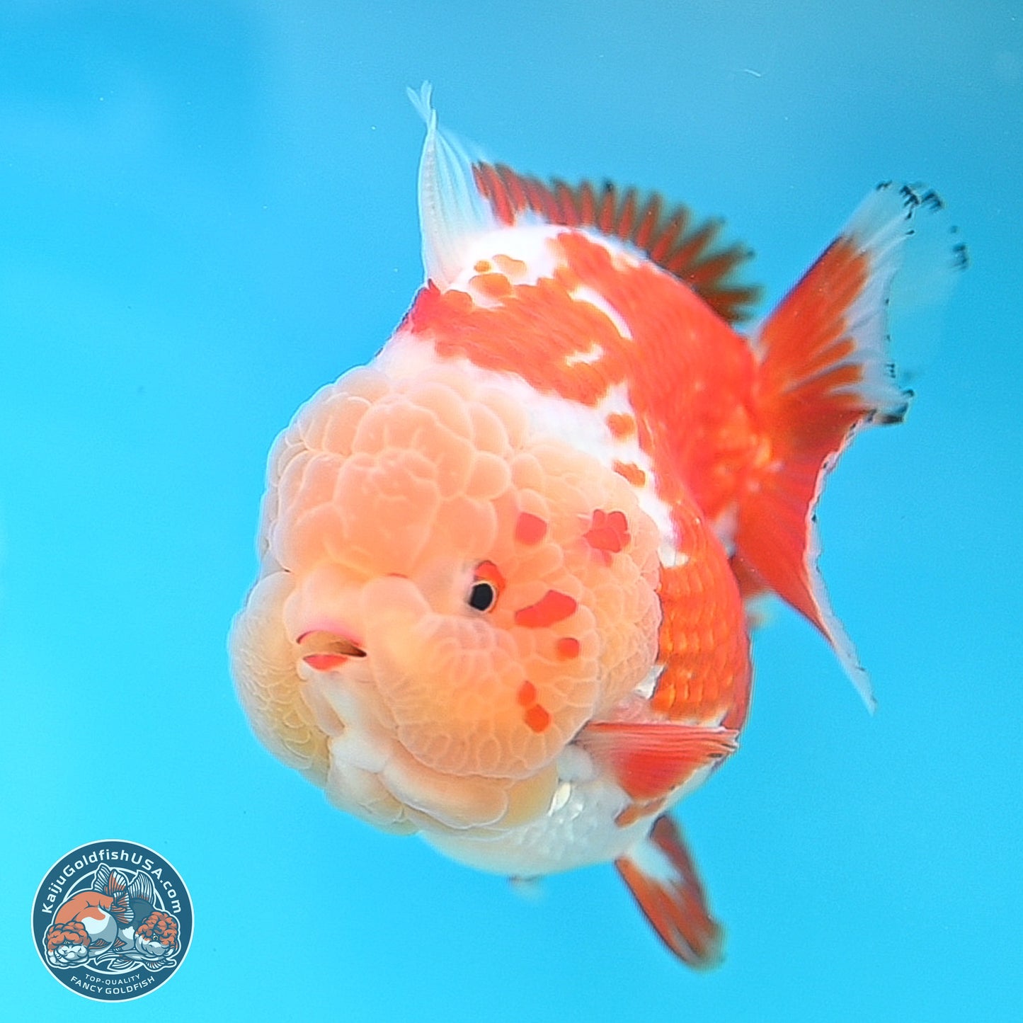 Jade Head Red White YuanBao Oranda 4 inches Body - Female (250131_OR25)