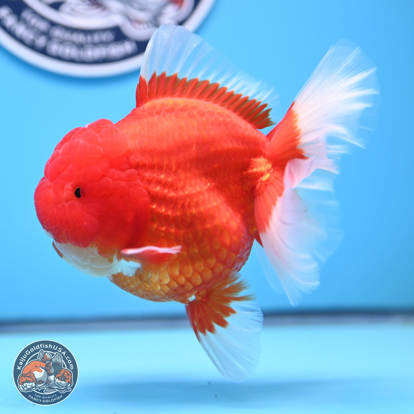 Jumbo Rose Tail Red White Oranda 5 inches Body - Female (250207_OR25)