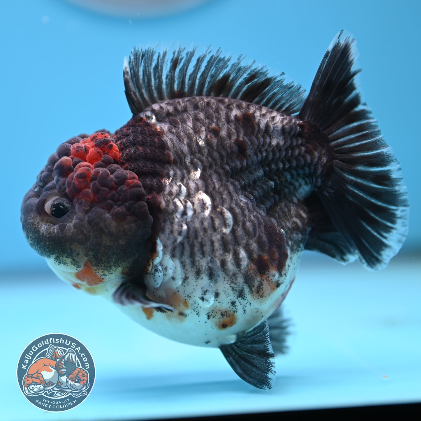 Shogun Godzilla Grey Kirin Oranda 4 inches Body (250509_OR25)