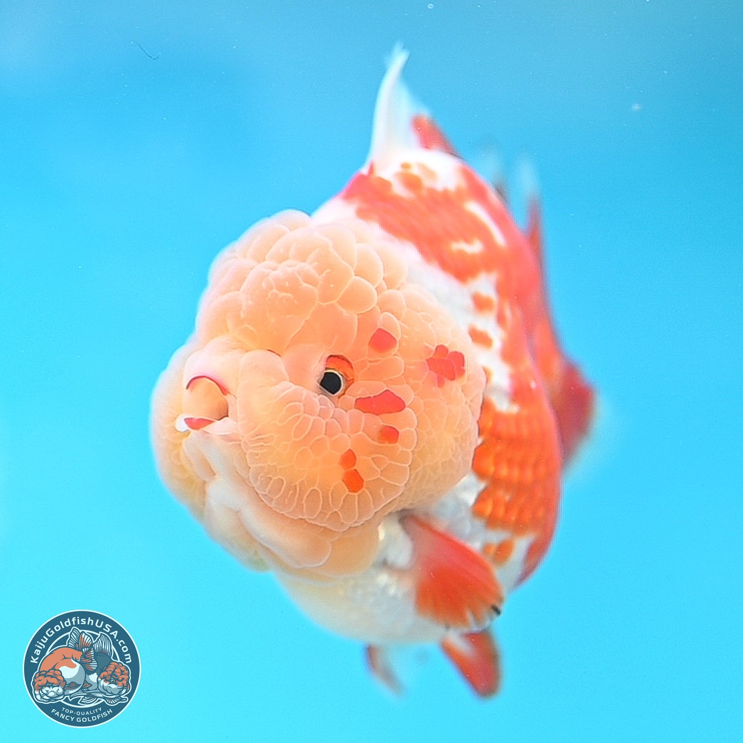 Jade Head Red White YuanBao Oranda 4 inches Body - Female (250131_OR25)