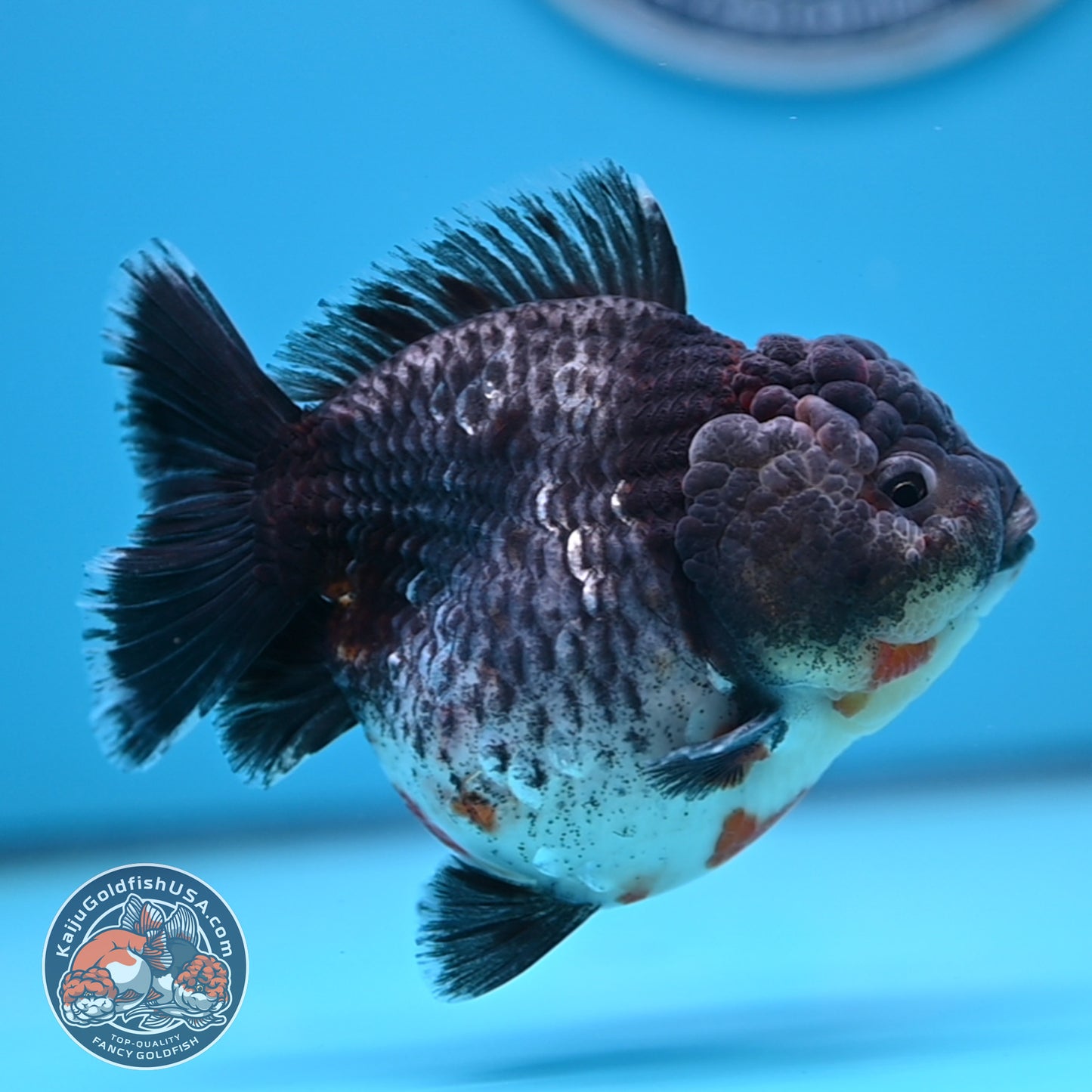 Shogun Godzilla Grey Kirin Oranda 4 inches Body (250509_OR25)