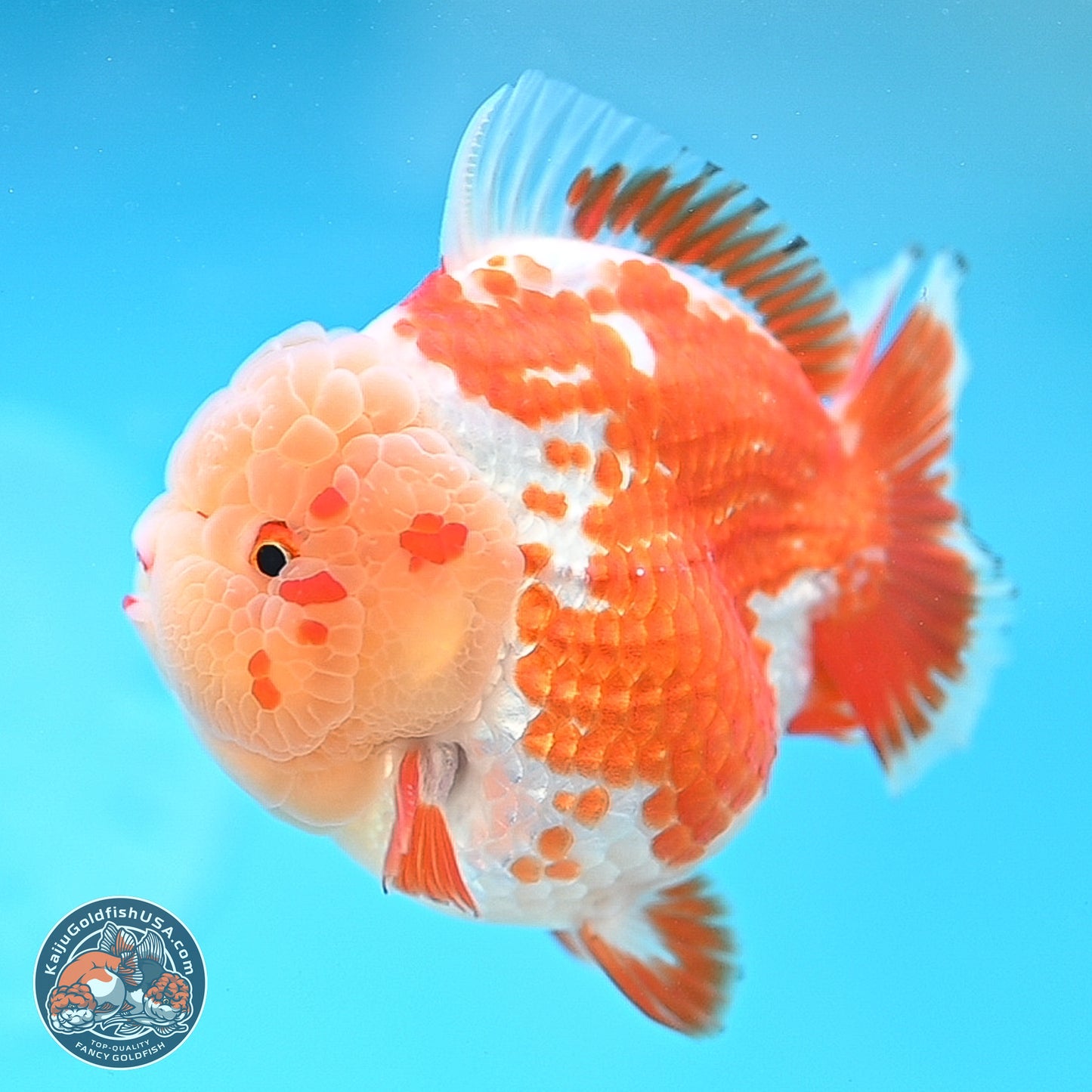 Jade Head Red White YuanBao Oranda 4 inches Body - Female (250131_OR25)