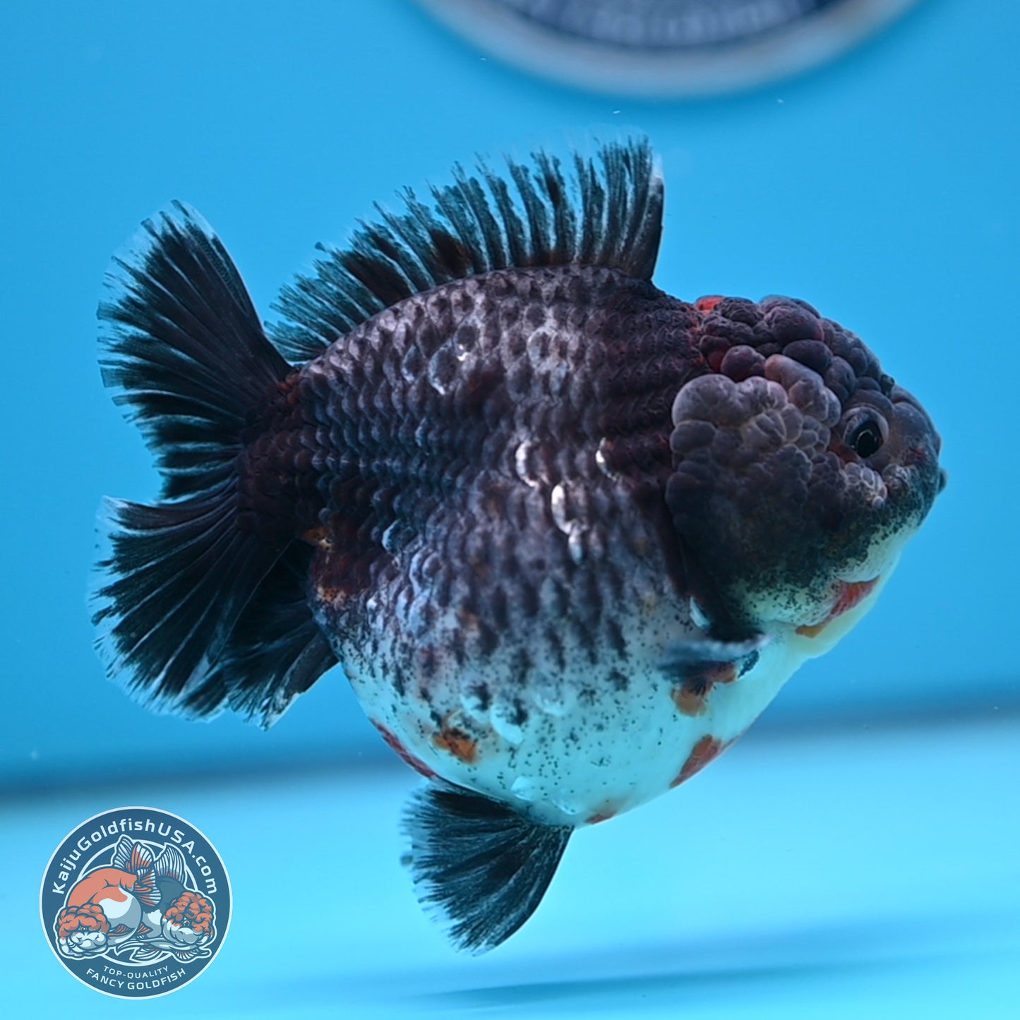 Shogun Godzilla Grey Kirin Oranda 4 inches Body (250509_OR25)