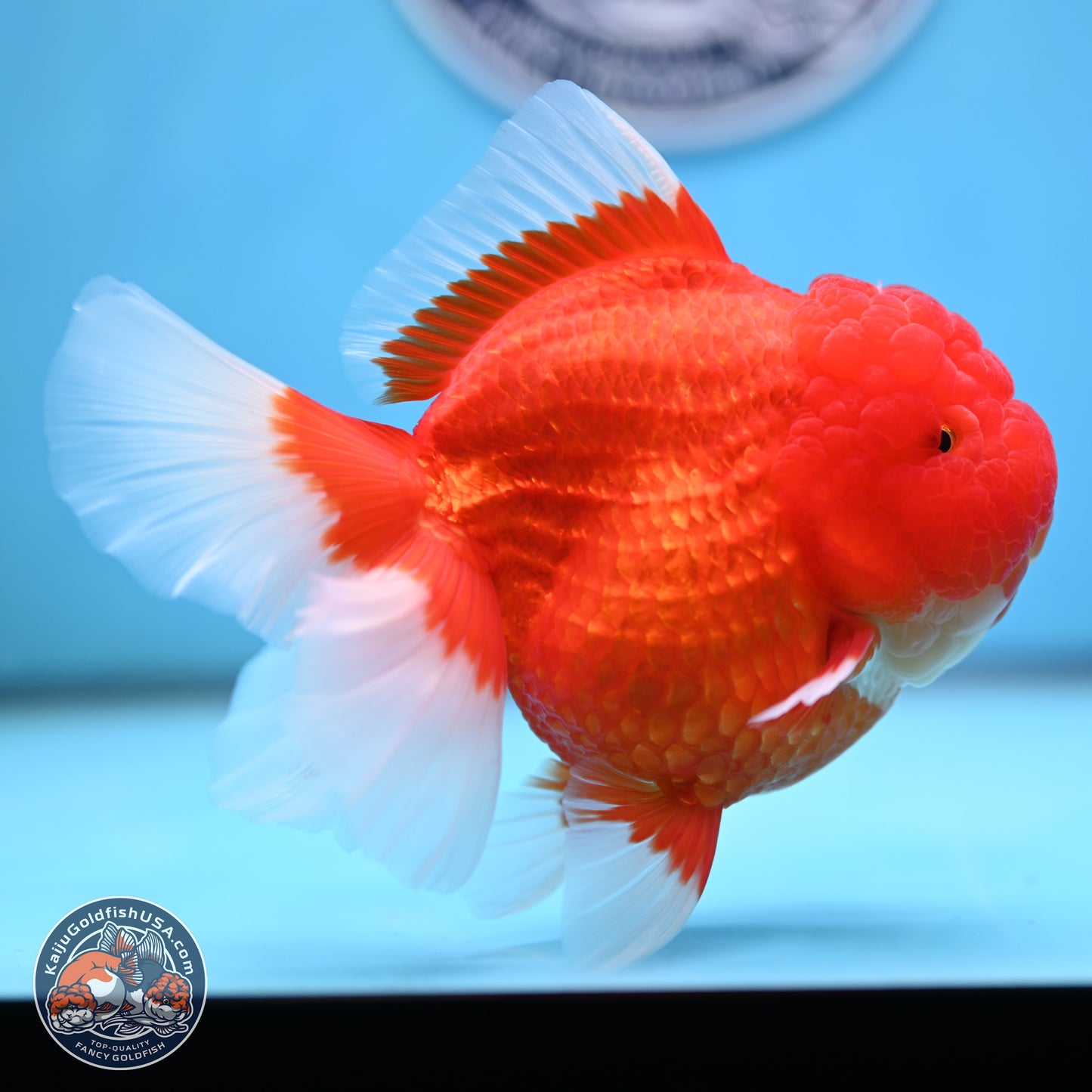 Jumbo Rose Tail Red White Oranda 5 inches Body - Female (250207_OR25)