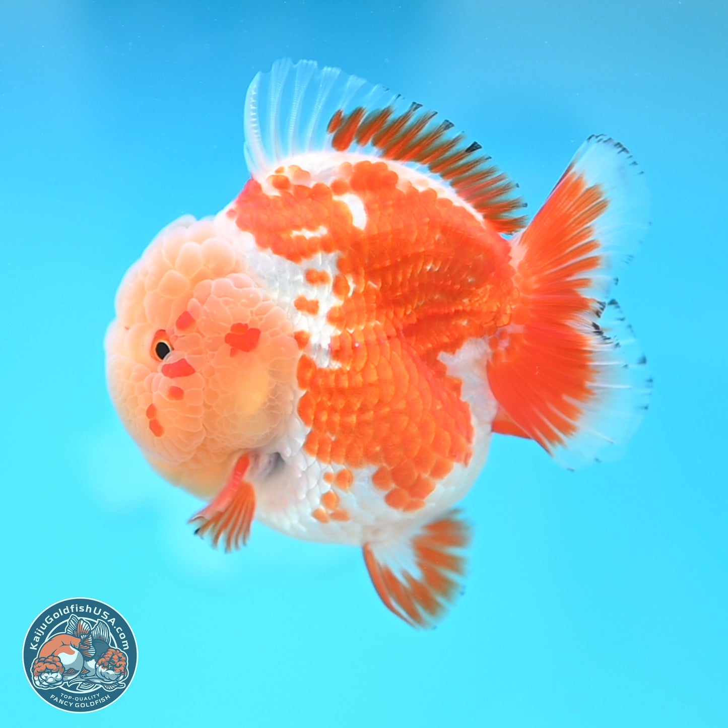 Jade Head Red White YuanBao Oranda 4 inches Body - Female (250131_OR25)