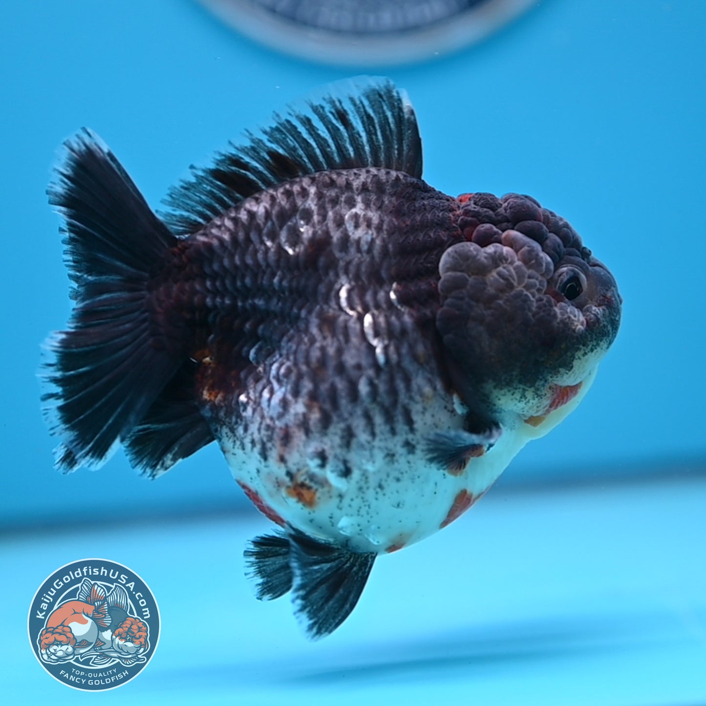 Shogun Godzilla Grey Kirin Oranda 4 inches Body (250509_OR25)