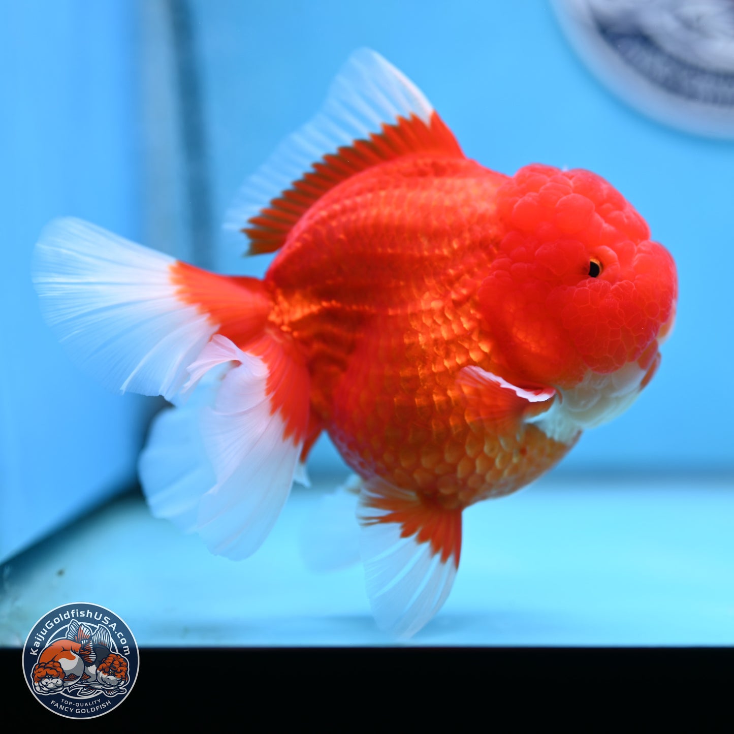 Jumbo Rose Tail Red White Oranda 5 inches Body - Female (250207_OR25)