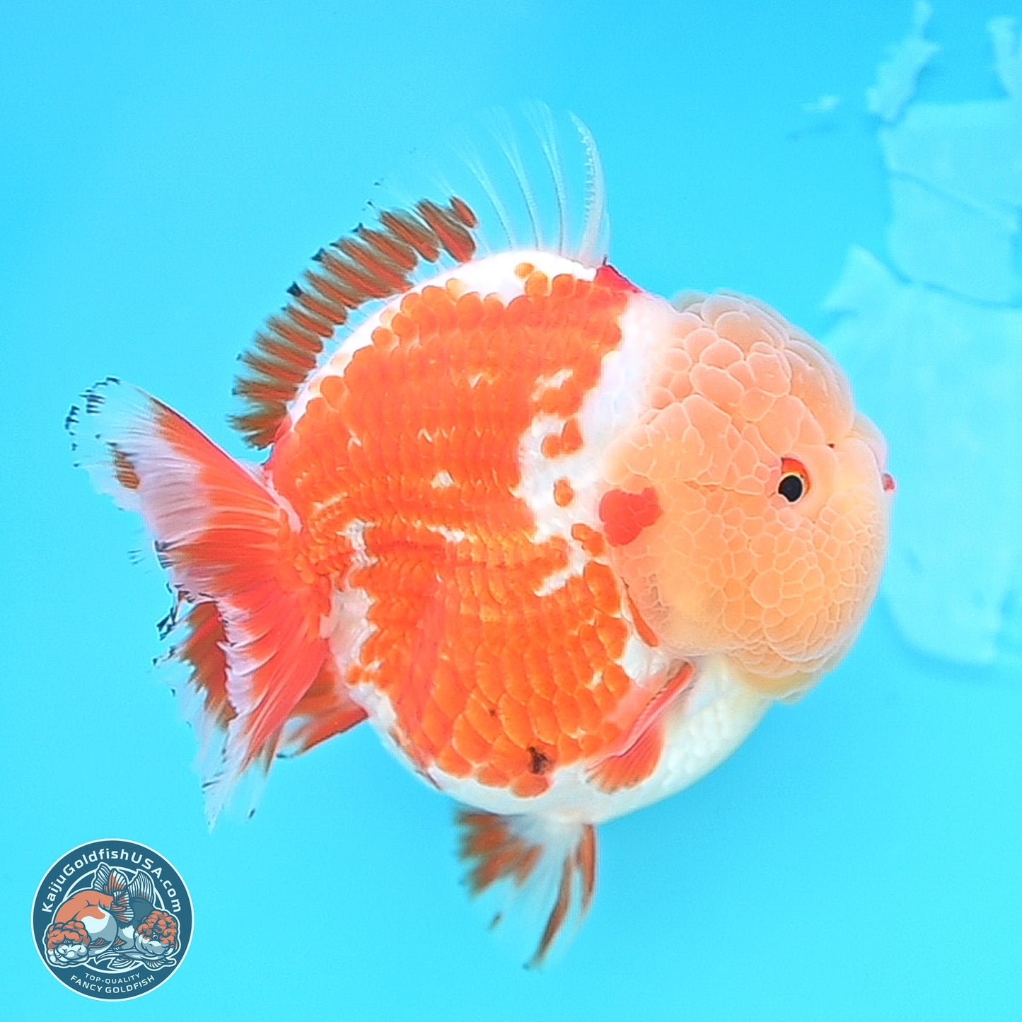 Jade Head Red White YuanBao Oranda 4 inches Body - Female (250131_OR25)