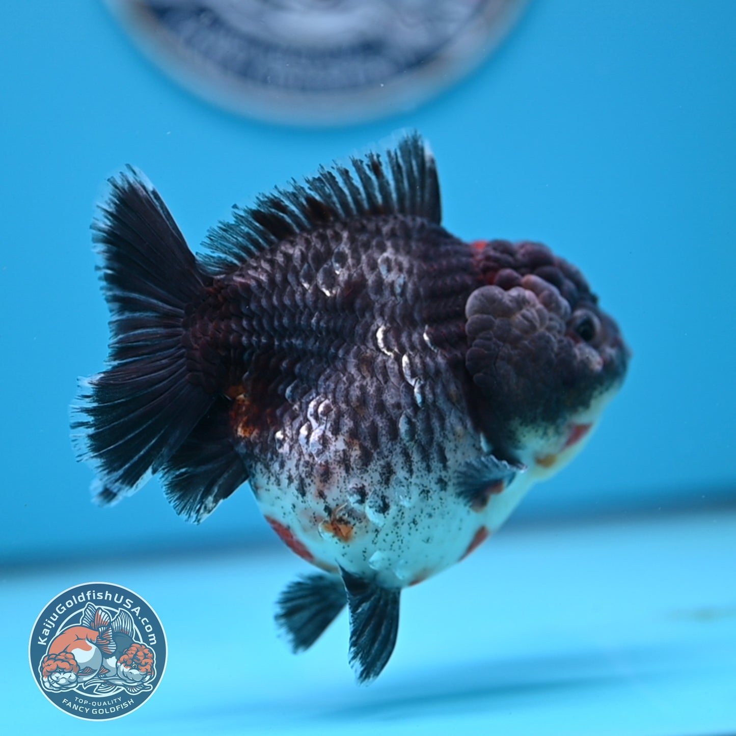 Shogun Godzilla Grey Kirin Oranda 4 inches Body (250509_OR25)