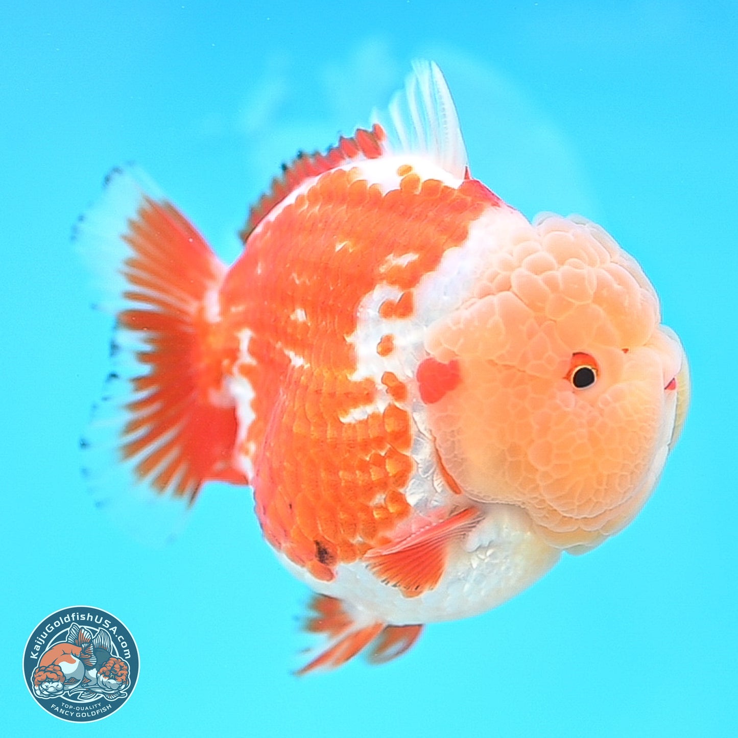 Jade Head Red White YuanBao Oranda 4 inches Body - Female (250131_OR25)