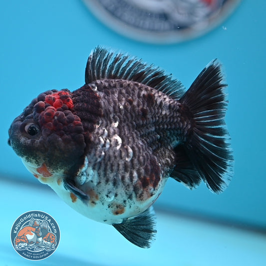 Shogun Godzilla Grey Kirin Oranda 4 inches Body (250509_OR25)