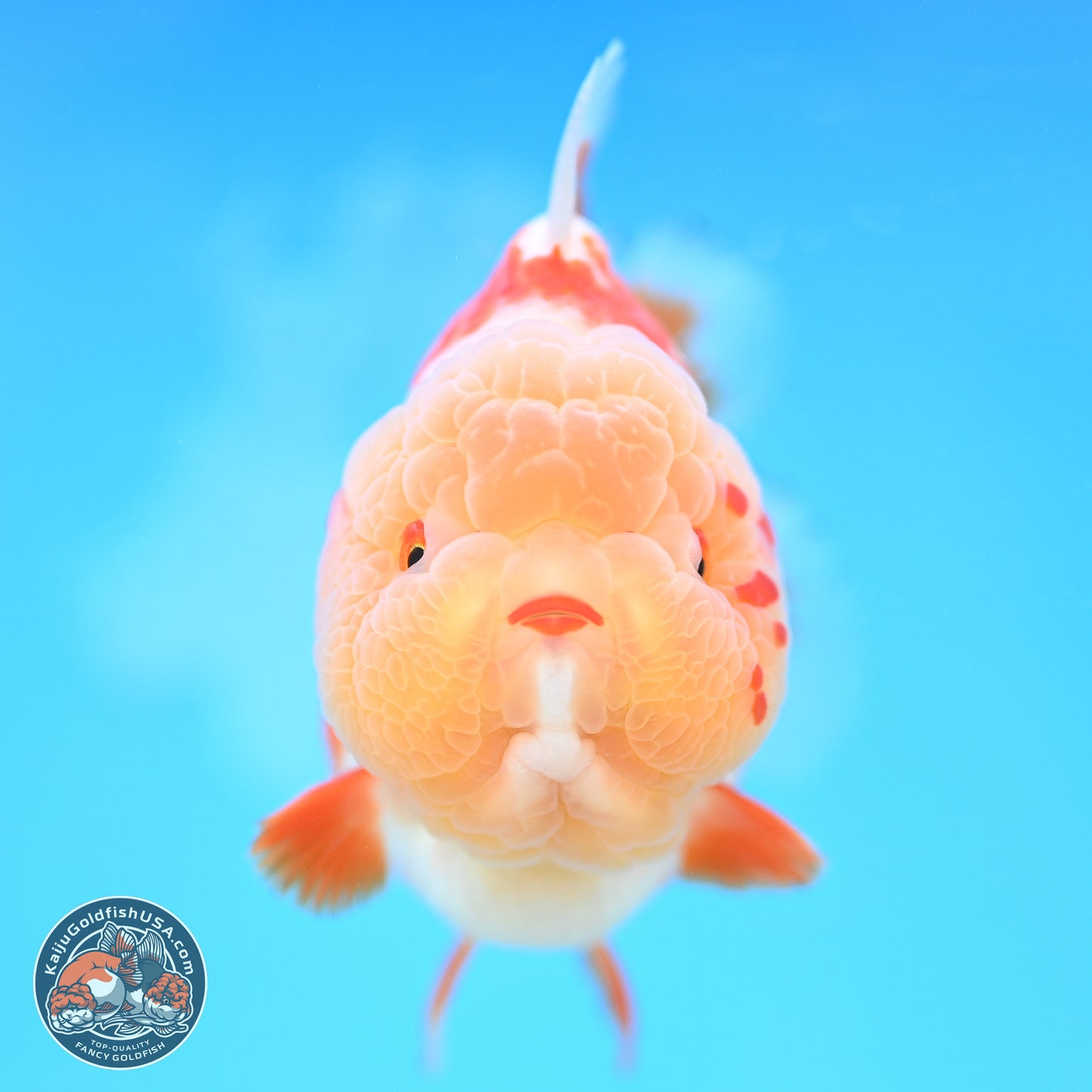 Jade Head Red White YuanBao Oranda 4 inches Body - Female (250131_OR25)