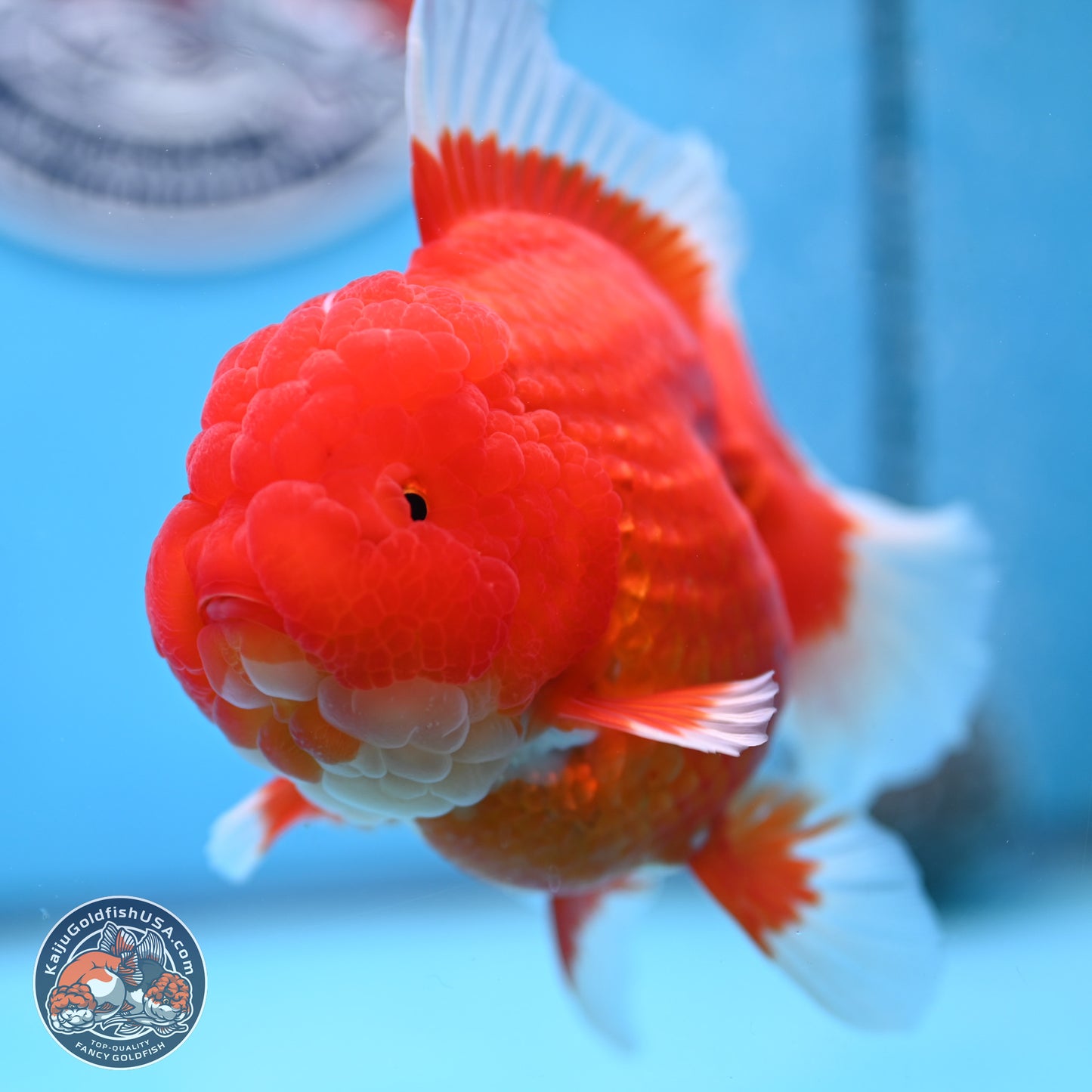 Jumbo Rose Tail Red White Oranda 5 inches Body - Female (250207_OR25)