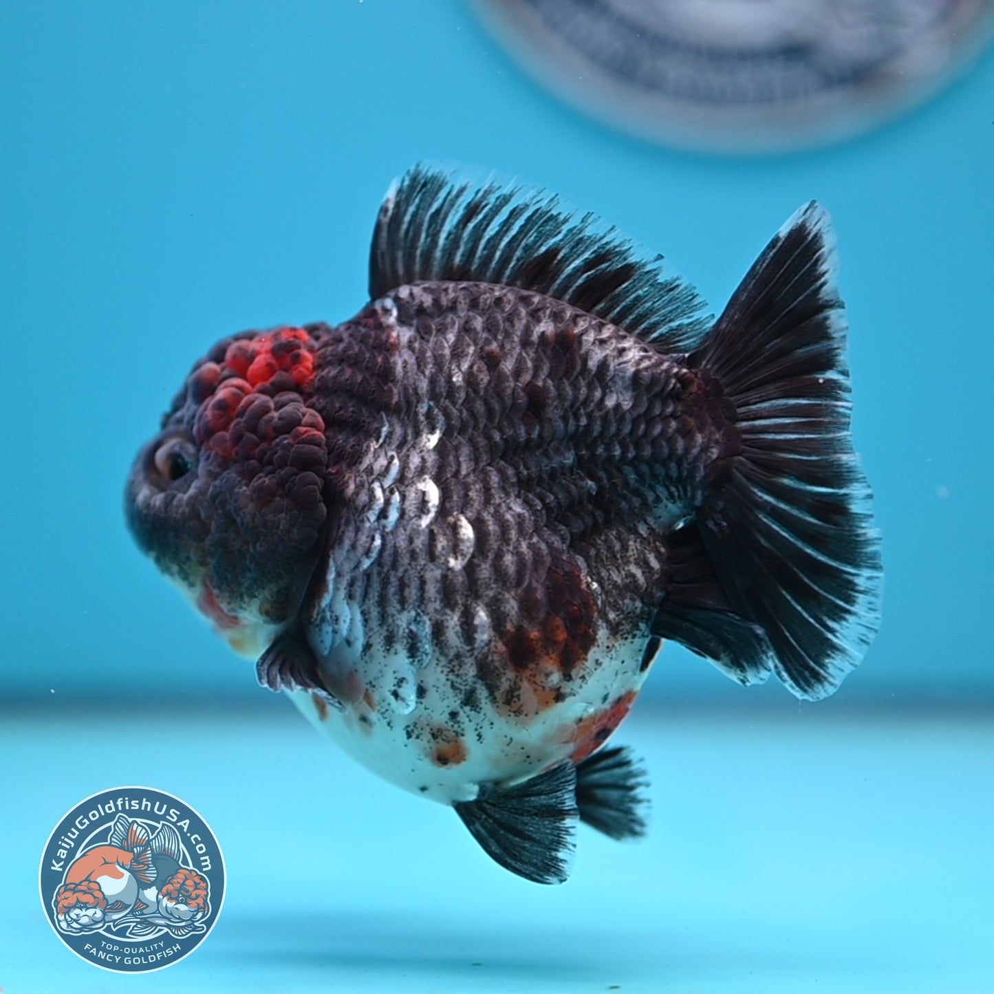 Shogun Godzilla Grey Kirin Oranda 4 inches Body (250509_OR25)
