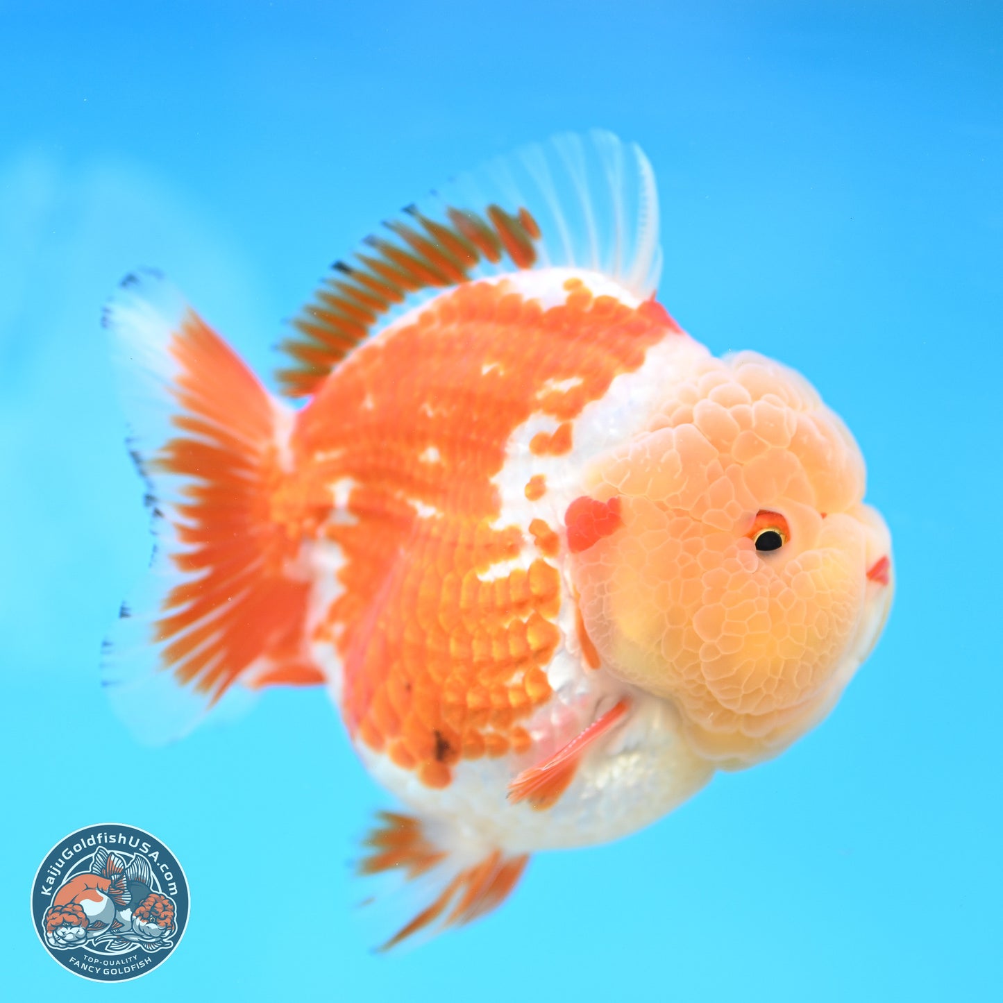 Jade Head Red White YuanBao Oranda 4 inches Body - Female (250131_OR25)