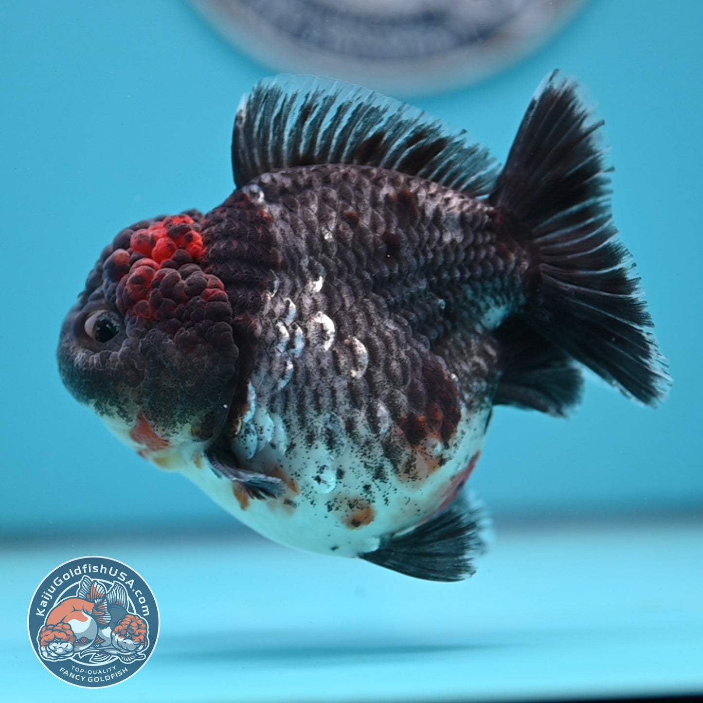 Shogun Godzilla Grey Kirin Oranda 4 inches Body (250509_OR25)