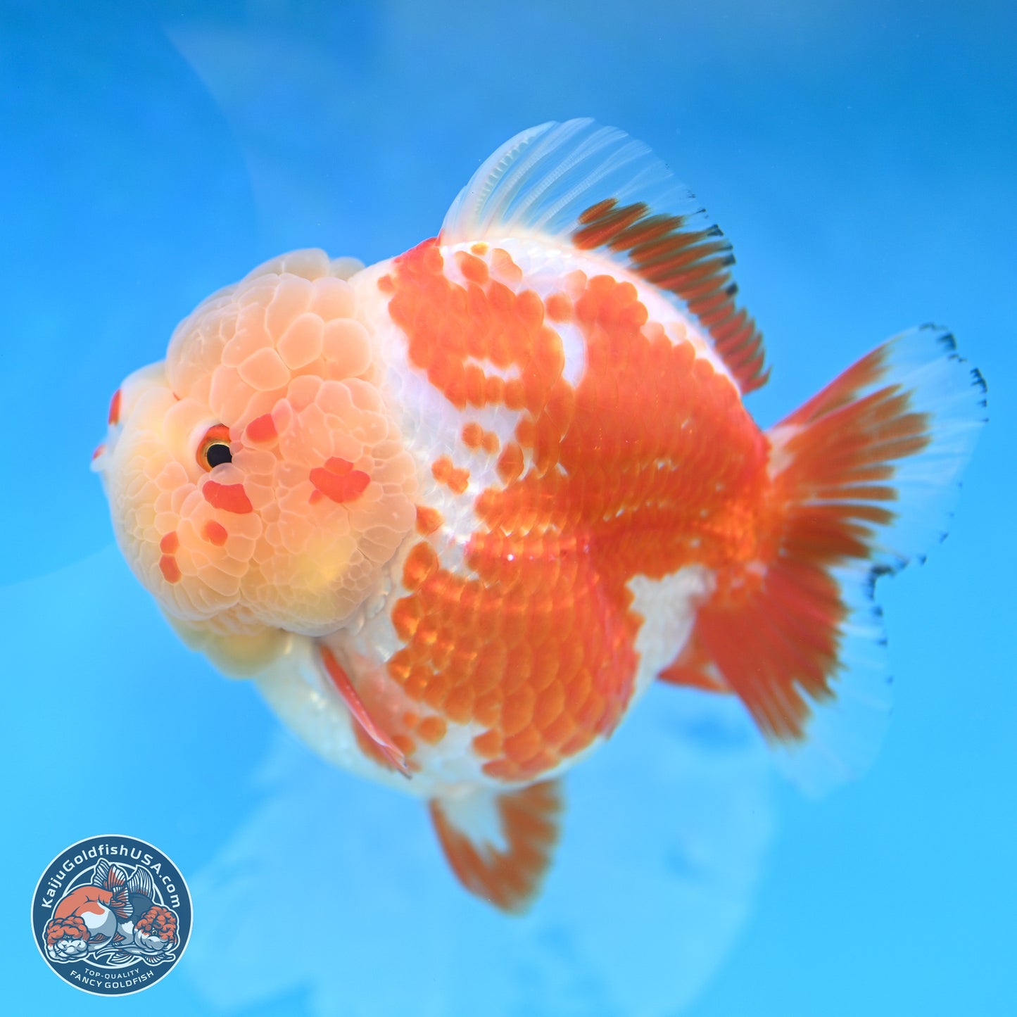 Jade Head Red White YuanBao Oranda 4 inches Body - Female (250131_OR25)