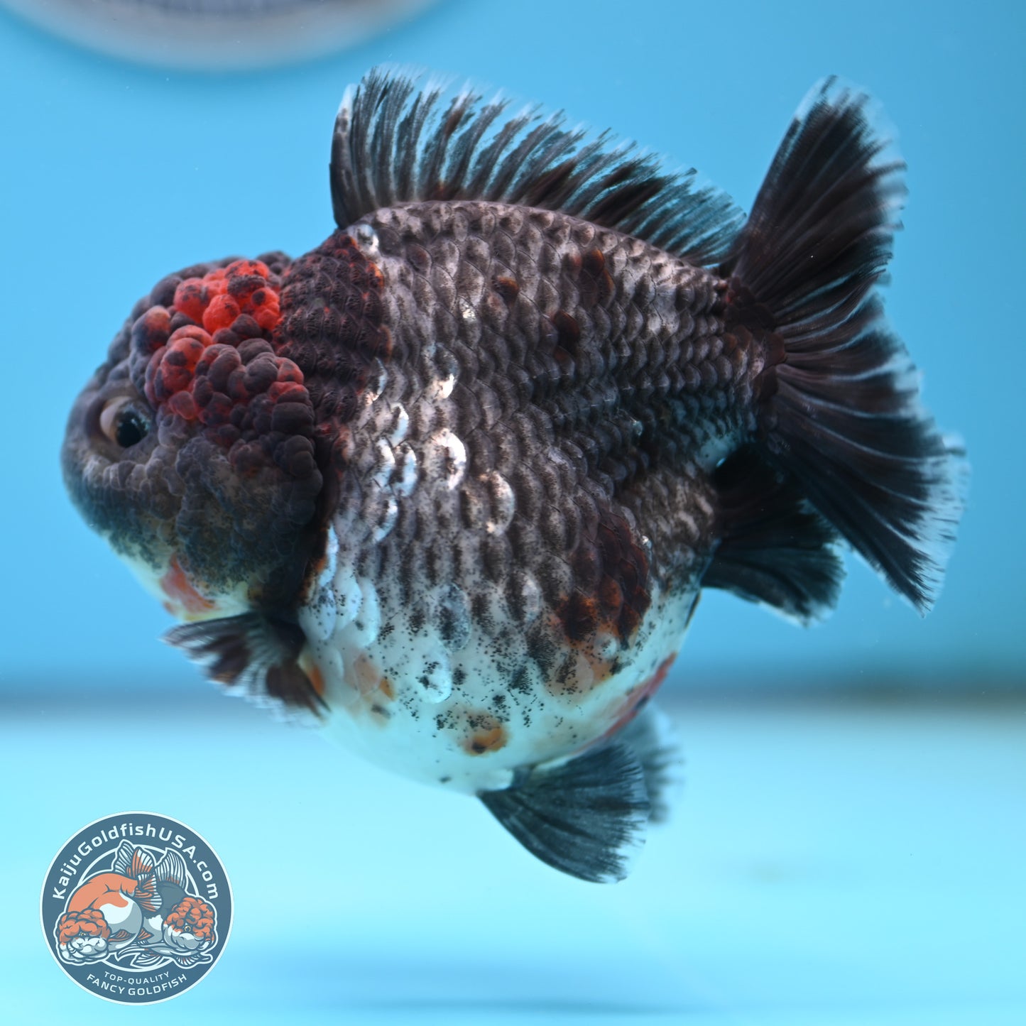 Shogun Godzilla Grey Kirin Oranda 4 inches Body (250509_OR25)