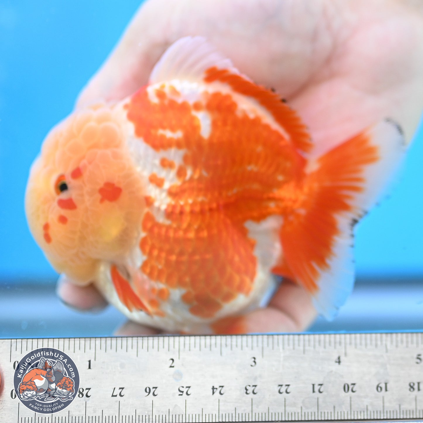 Jade Head Red White YuanBao Oranda 4 inches Body - Female (250131_OR25)