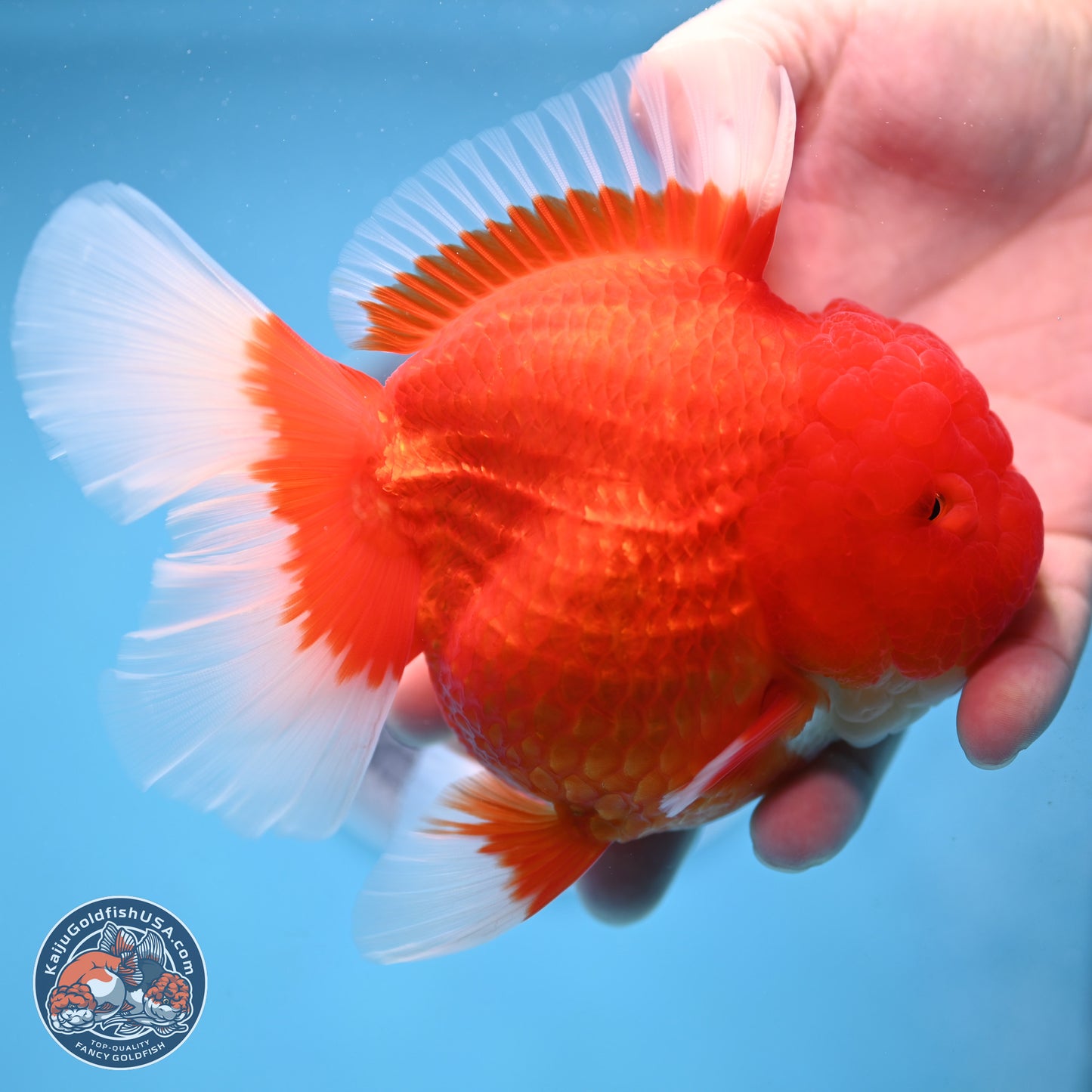 Jumbo Rose Tail Red White Oranda 5 inches Body - Female (250207_OR25)