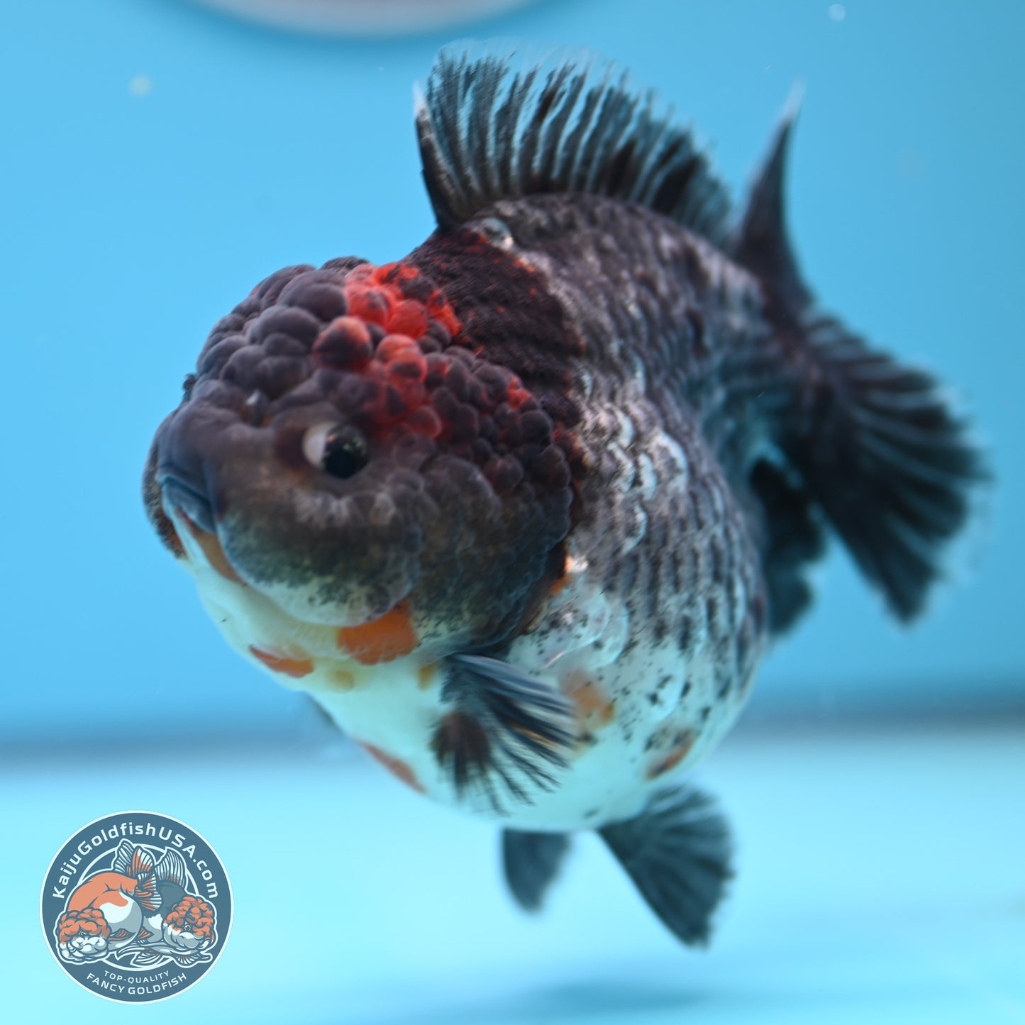 Shogun Godzilla Grey Kirin Oranda 4 inches Body (250509_OR25)