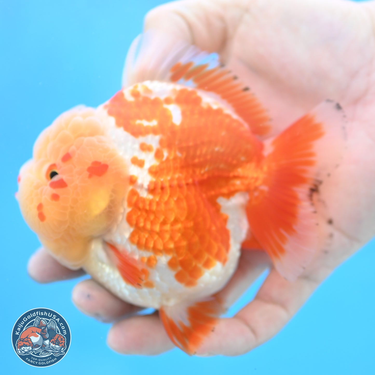 Jade Head Red White YuanBao Oranda 4 inches Body - Female (250131_OR25)