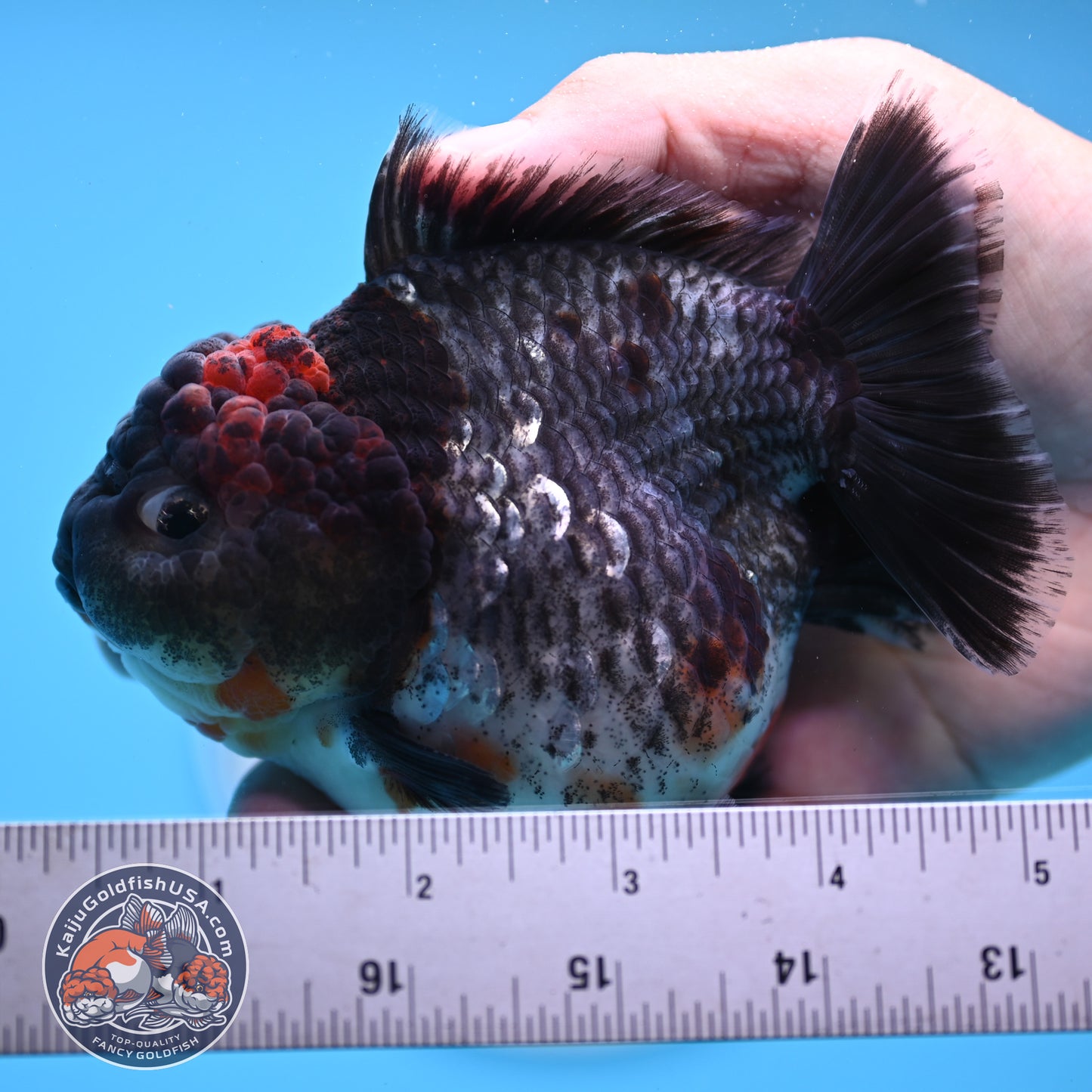 Shogun Godzilla Grey Kirin Oranda 4 inches Body (250509_OR25)