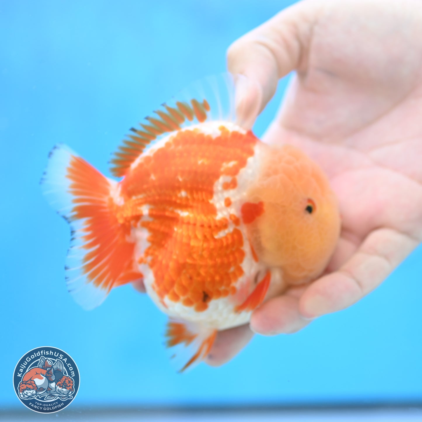 Jade Head Red White YuanBao Oranda 4 inches Body - Female (250131_OR25)