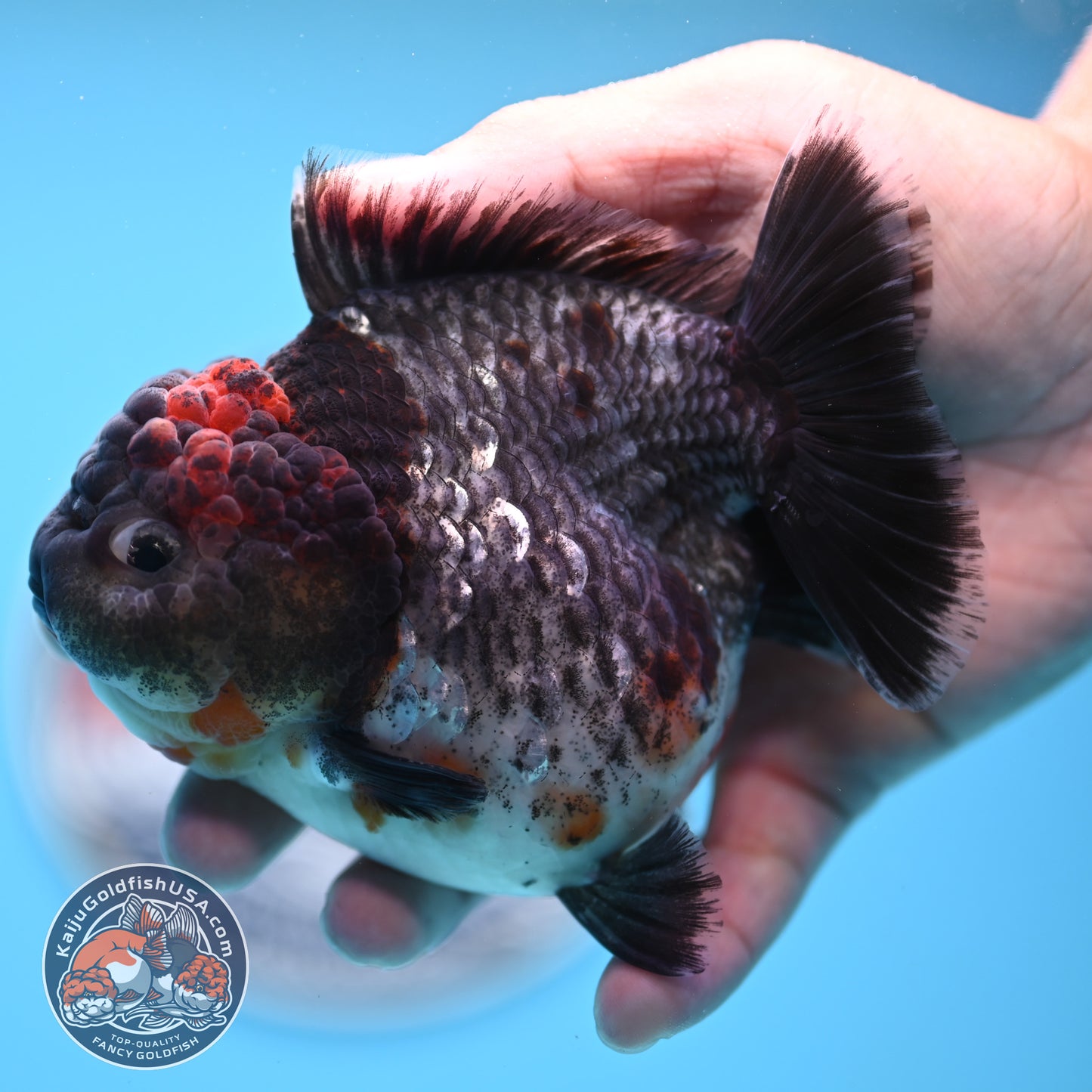 Shogun Godzilla Grey Kirin Oranda 4 inches Body (250509_OR25)
