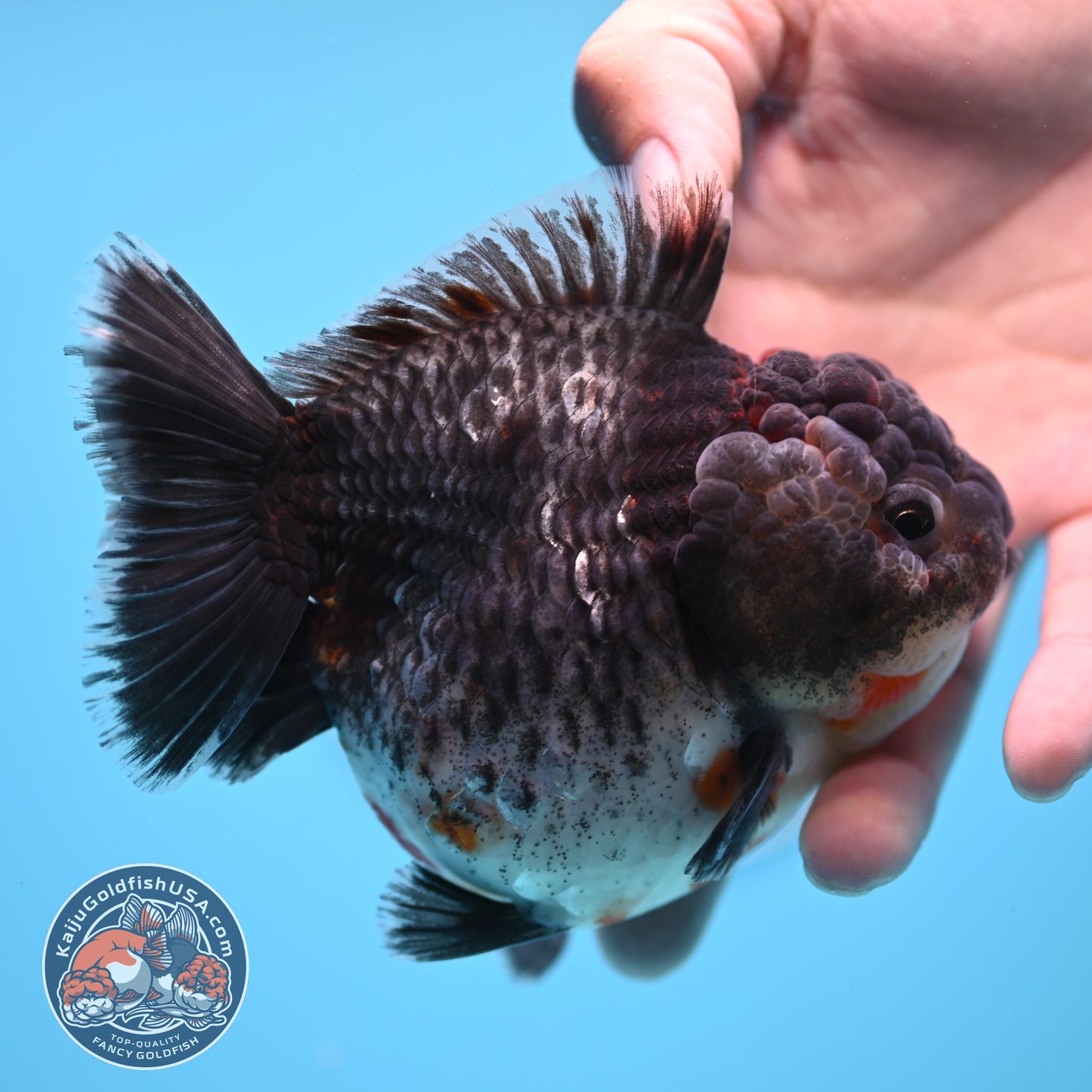 Shogun Godzilla Grey Kirin Oranda 4 inches Body (250509_OR25)