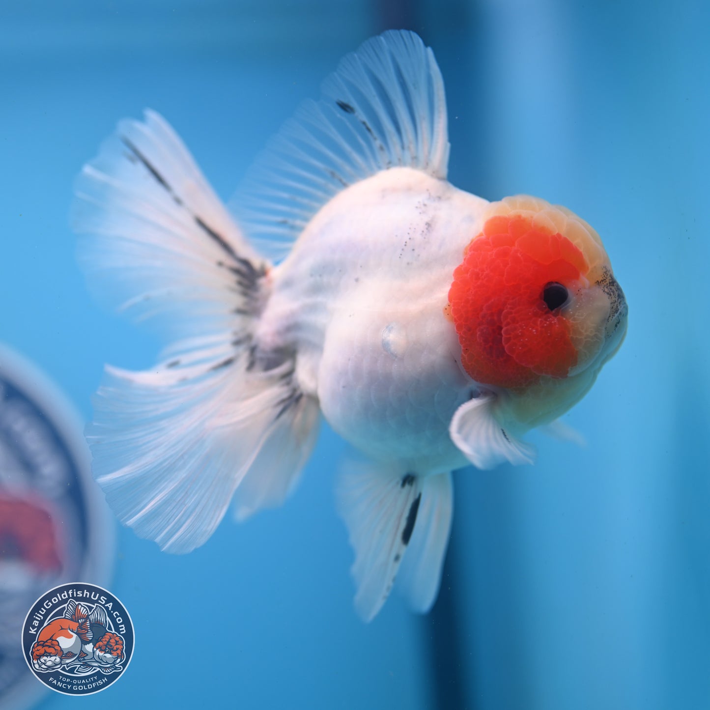 Calico Rose Tail Oranda 4-6 inches (240913_OR25) - Kaiju Goldfish USA