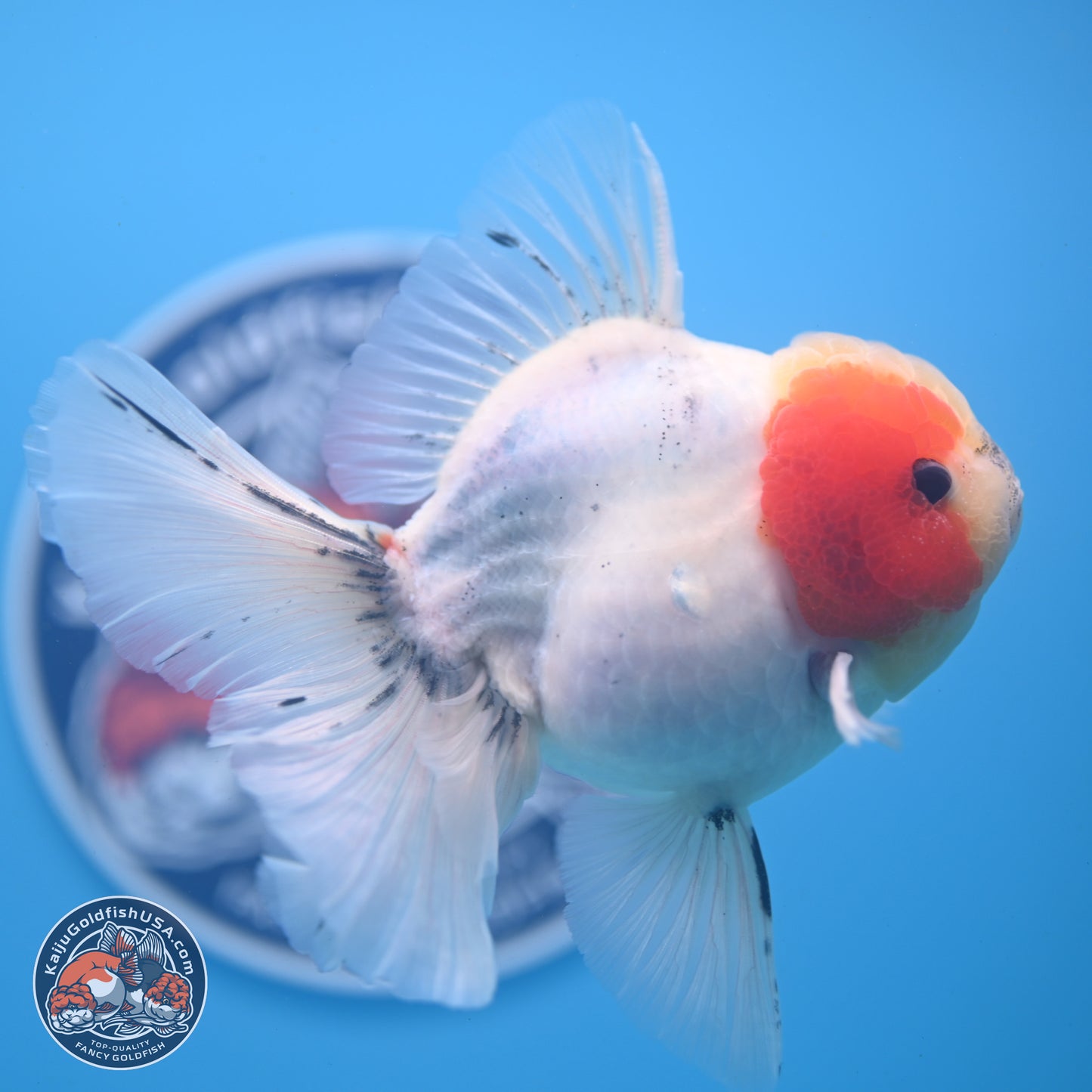 Calico Rose Tail Oranda 4-6 inches (240913_OR25) - Kaiju Goldfish USA