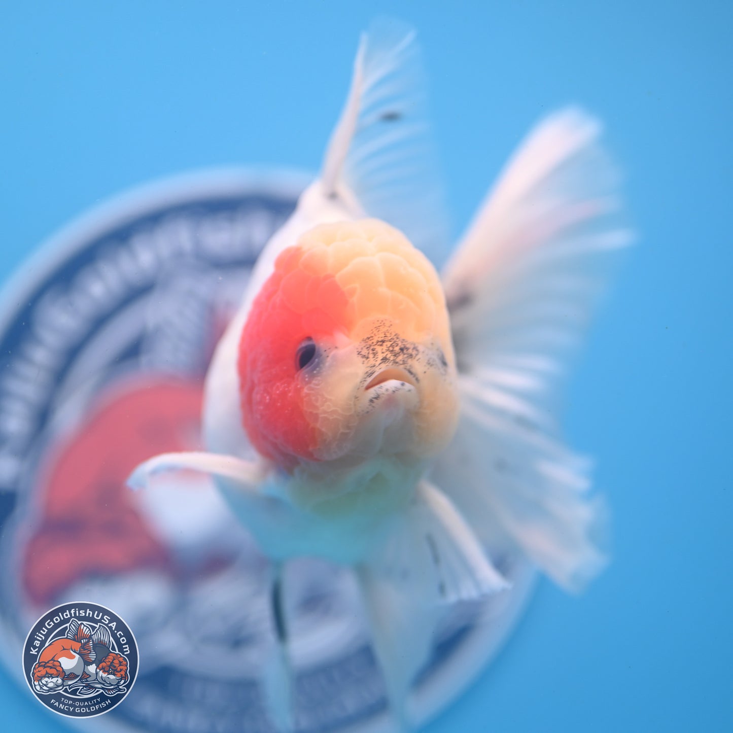 Calico Rose Tail Oranda 4-6 inches (240913_OR25) - Kaiju Goldfish USA