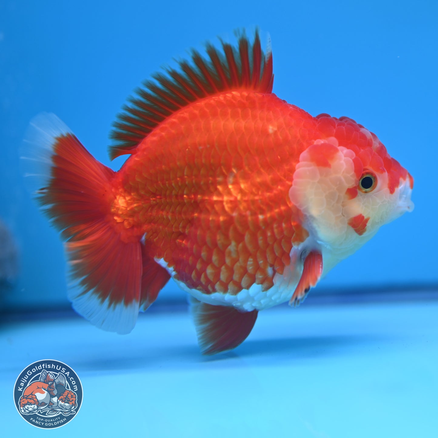 Red White YuanBao Oranda 4 inches (241018_OR25)