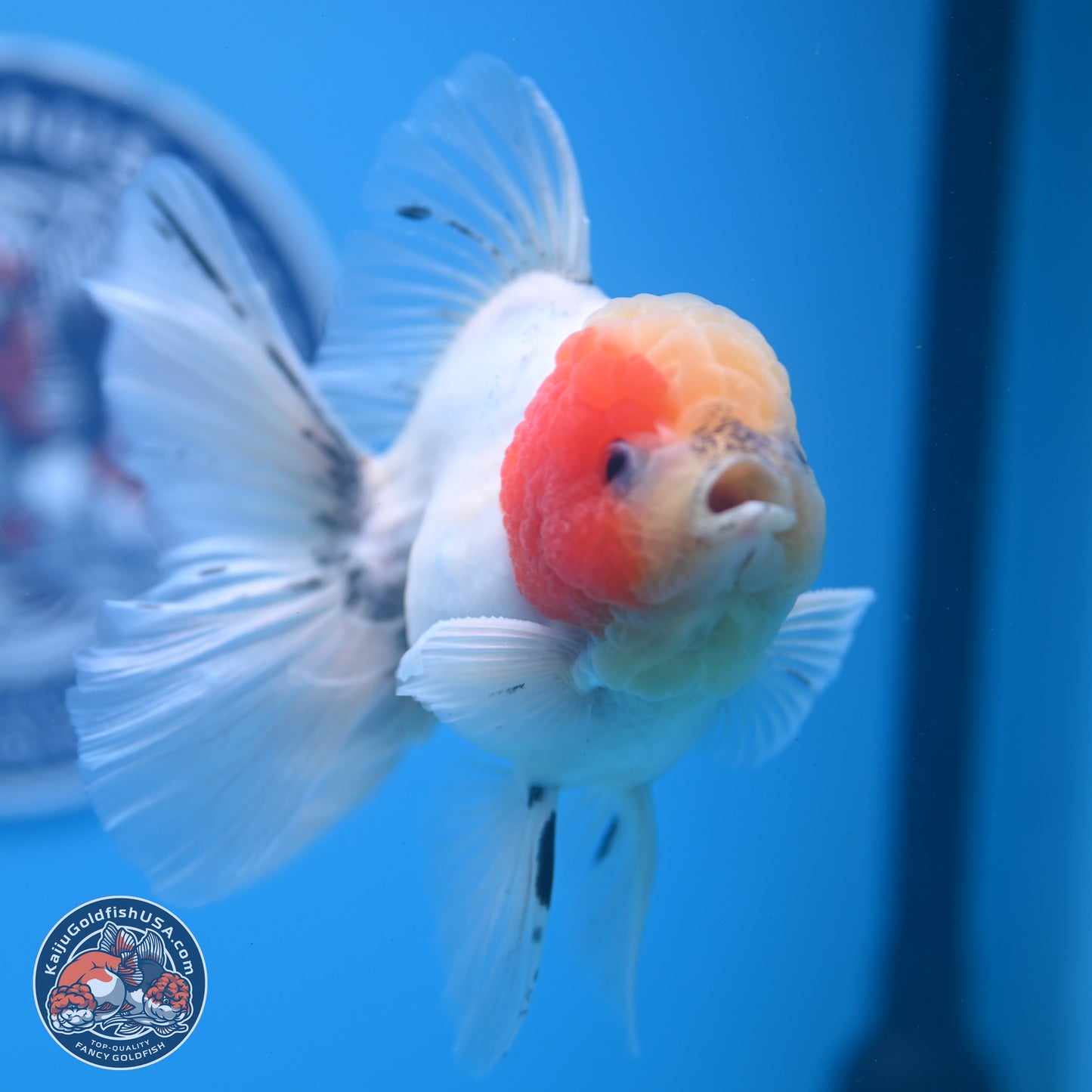 Calico Rose Tail Oranda 4-6 inches (240913_OR25) - Kaiju Goldfish USA