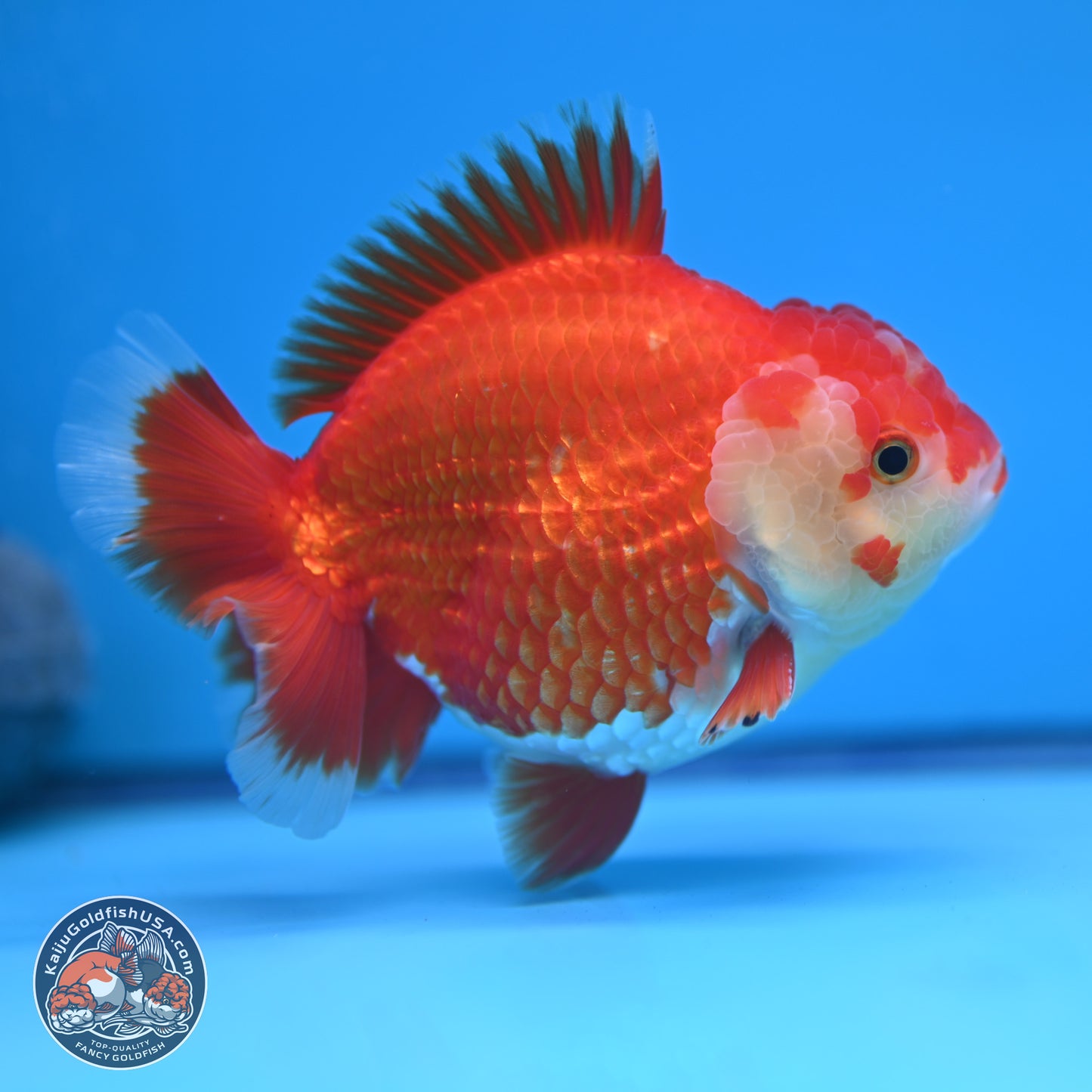 Red White YuanBao Oranda 4 inches (241018_OR25)