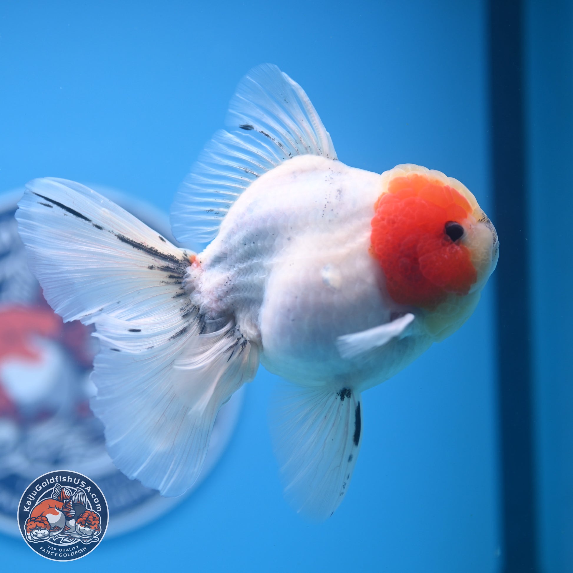 Calico Rose Tail Oranda 4-6 inches (240913_OR25) - Kaiju Goldfish USA