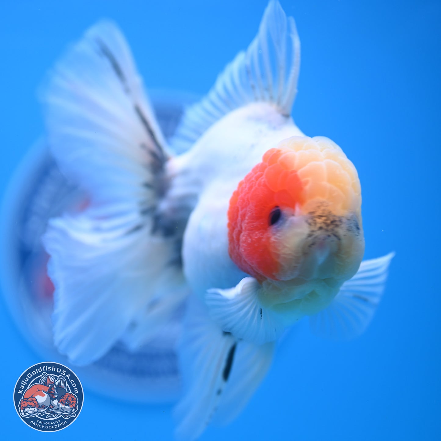 Calico Rose Tail Oranda 4-6 inches (240913_OR25) - Kaiju Goldfish USA