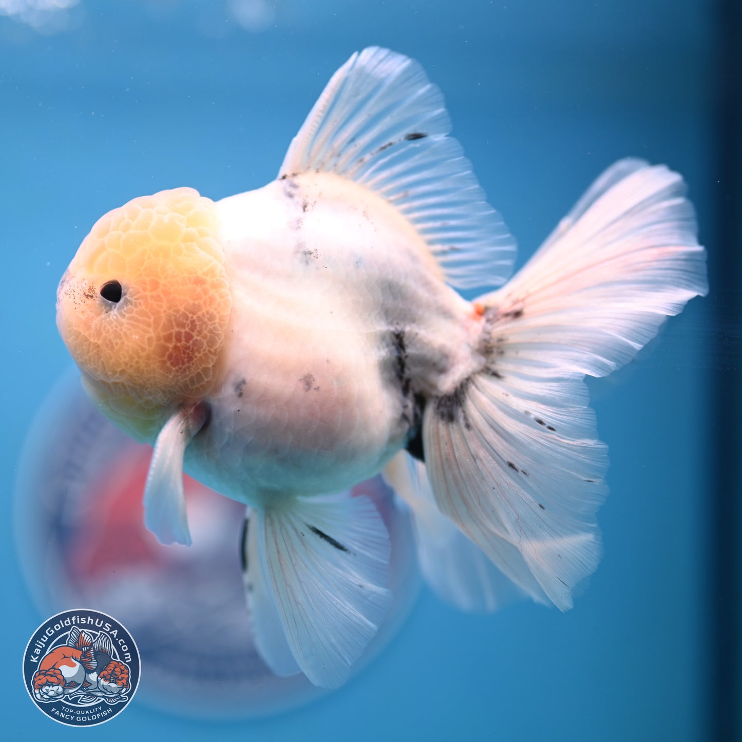 Calico Rose Tail Oranda 4-6 inches (240913_OR25) - Kaiju Goldfish USA