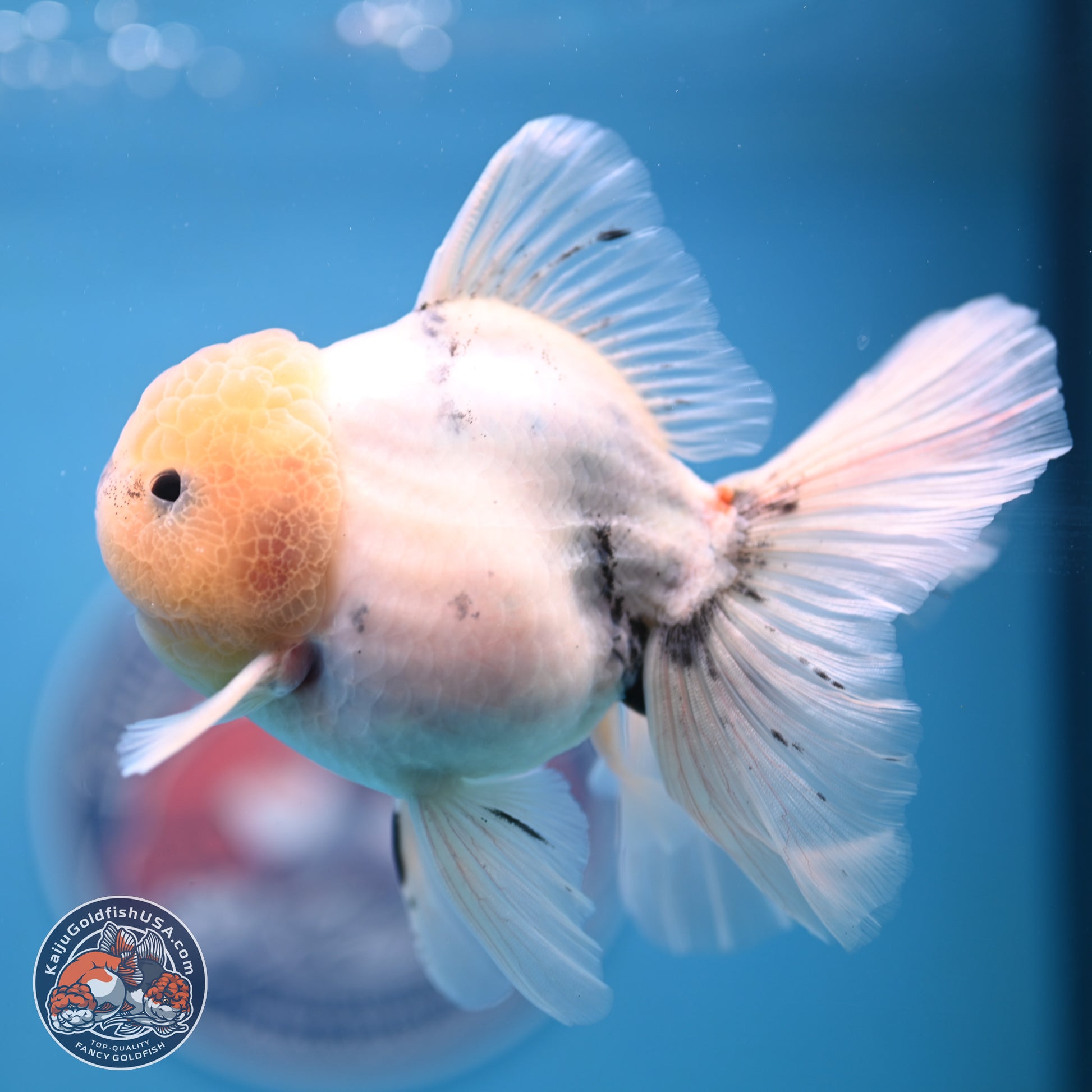 Calico Rose Tail Oranda 4-6 inches (240913_OR25) - Kaiju Goldfish USA