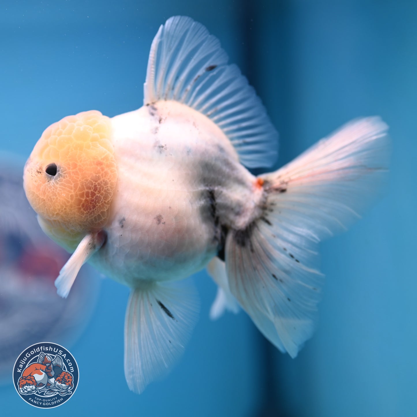 Calico Rose Tail Oranda 4-6 inches (240913_OR25) - Kaiju Goldfish USA