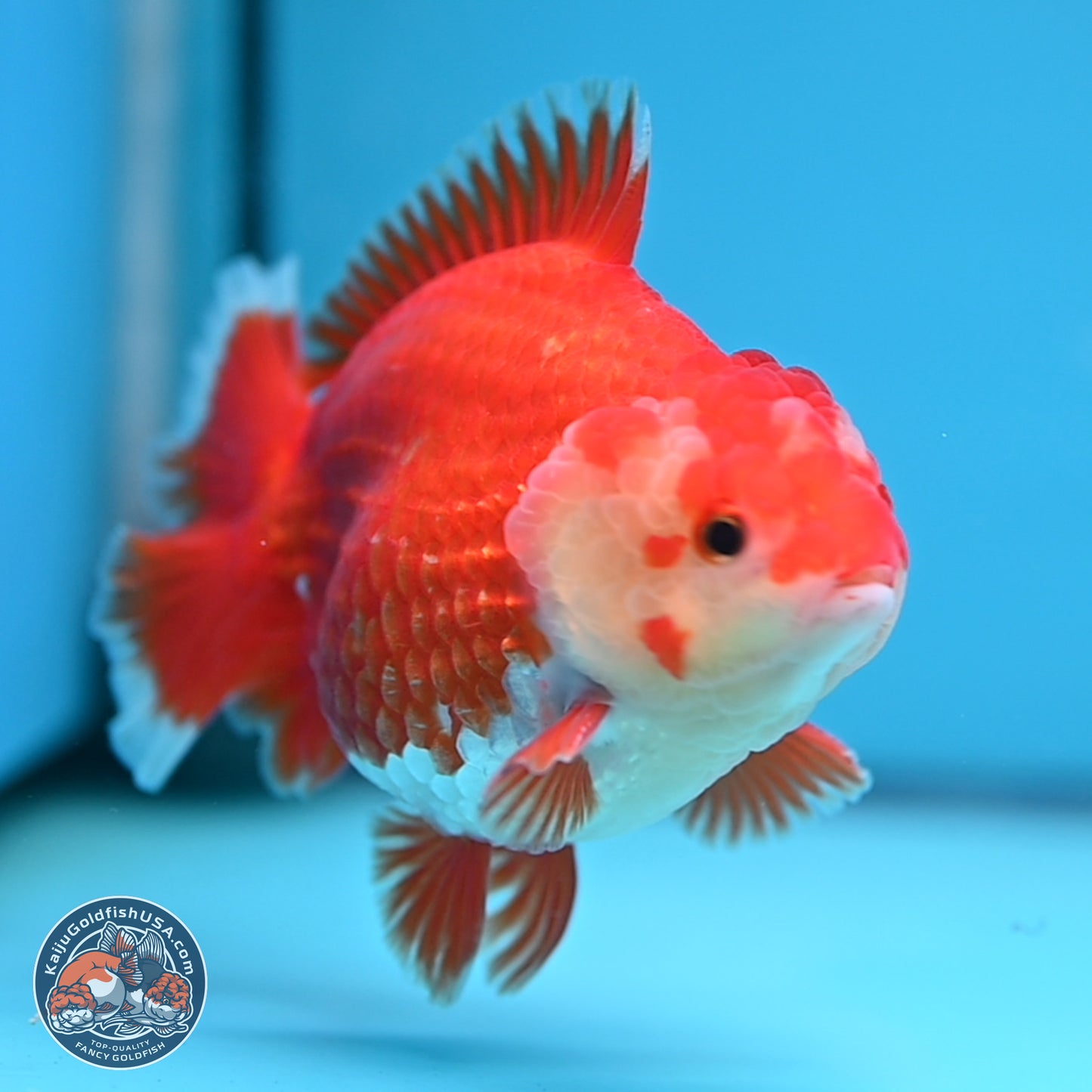 Red White YuanBao Oranda 4 inches (241018_OR25)