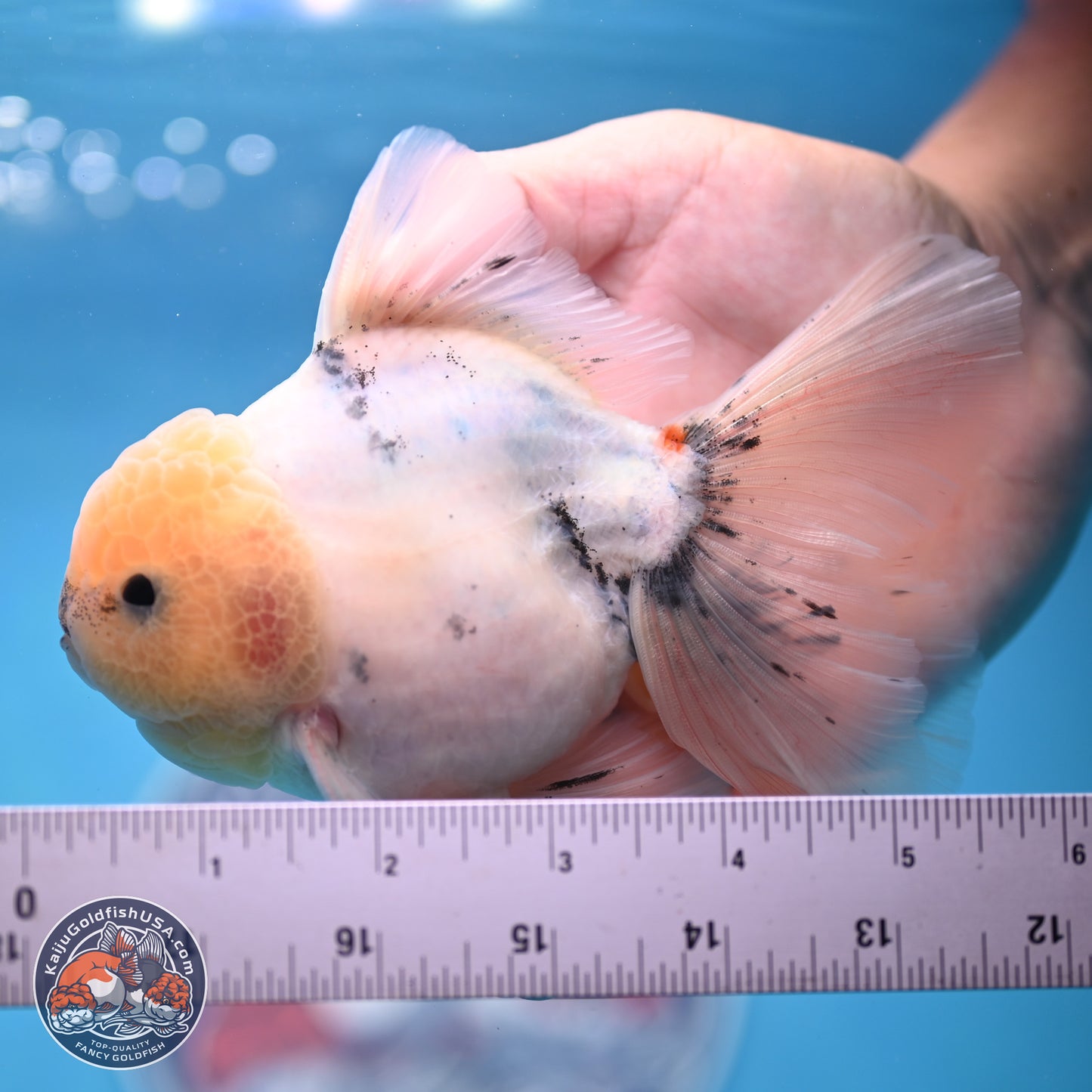 Calico Rose Tail Oranda 4-6 inches (240913_OR25) - Kaiju Goldfish USA