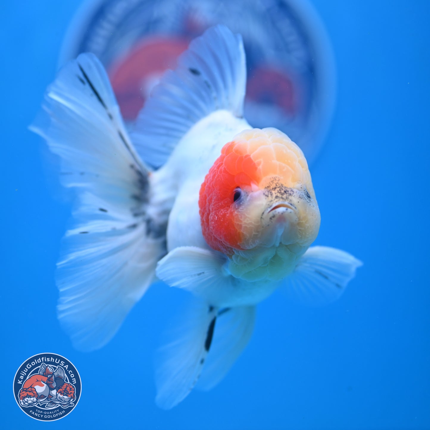 Calico Rose Tail Oranda 4-6 inches (240913_OR25) - Kaiju Goldfish USA