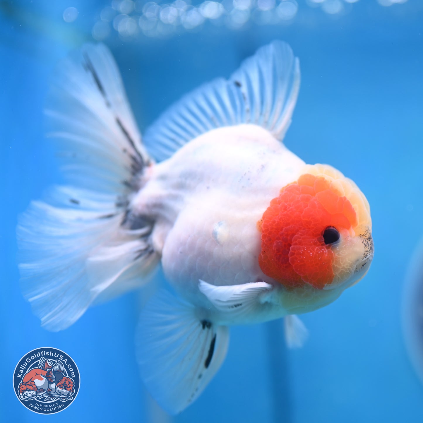 Calico Rose Tail Oranda 4-6 inches (240913_OR25) - Kaiju Goldfish USA