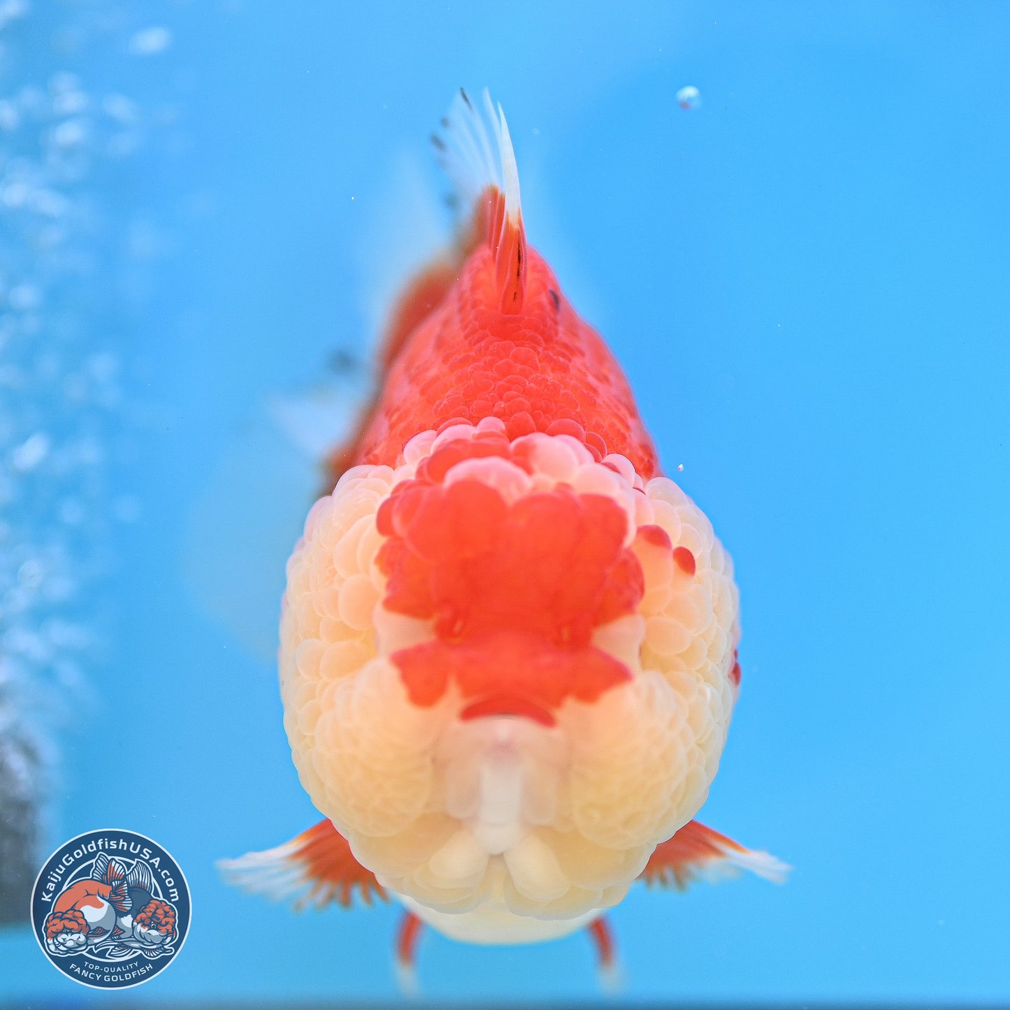 Tancho Red White YuanBao Oranda 4 inches Body - Female (250131_OR26)