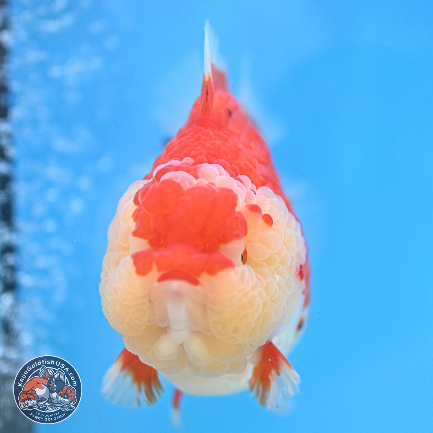 Tancho Red White YuanBao Oranda 4 inches Body - Female (250131_OR26)