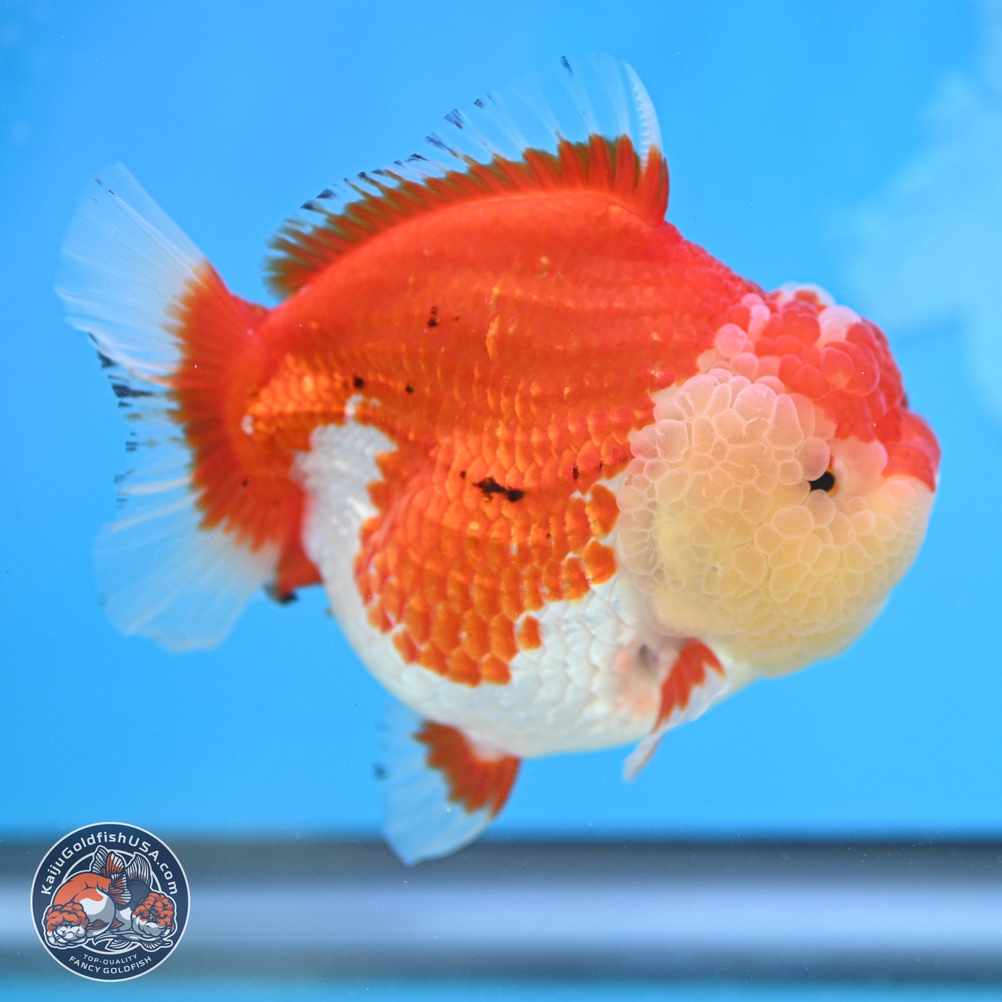 Tancho Red White YuanBao Oranda 4 inches Body - Female (250131_OR26)